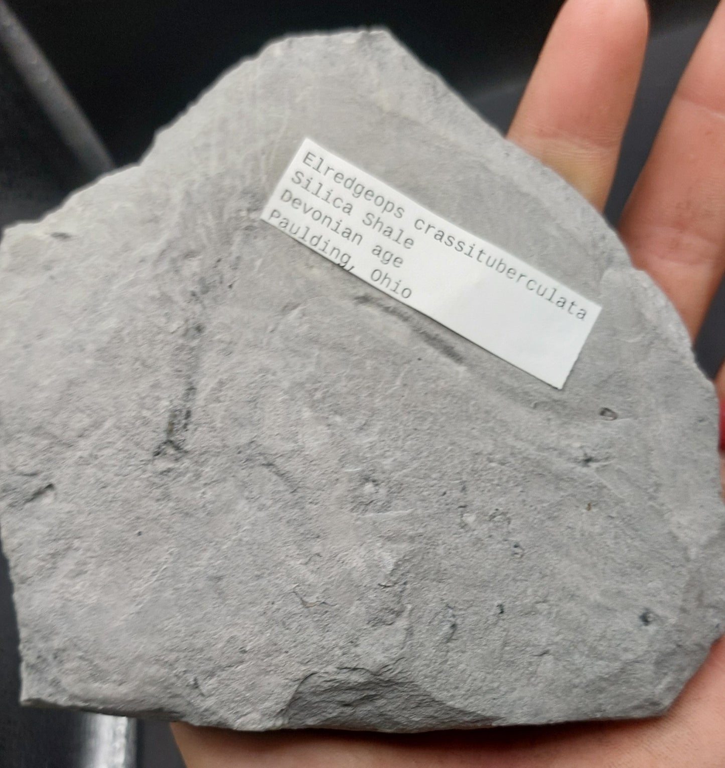 Eldredgeops crassituberculata-Ohio