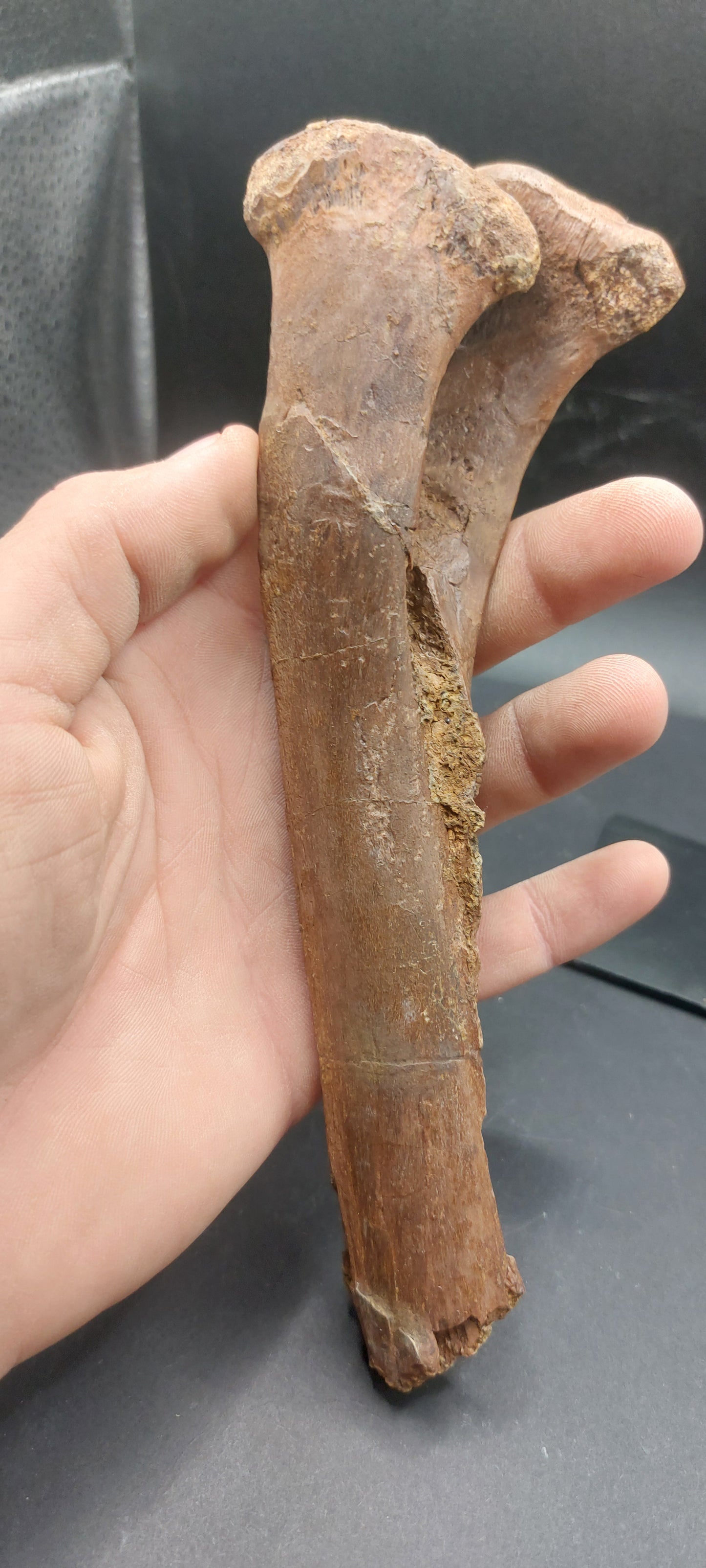 Hadrosaur Chevron-Texas