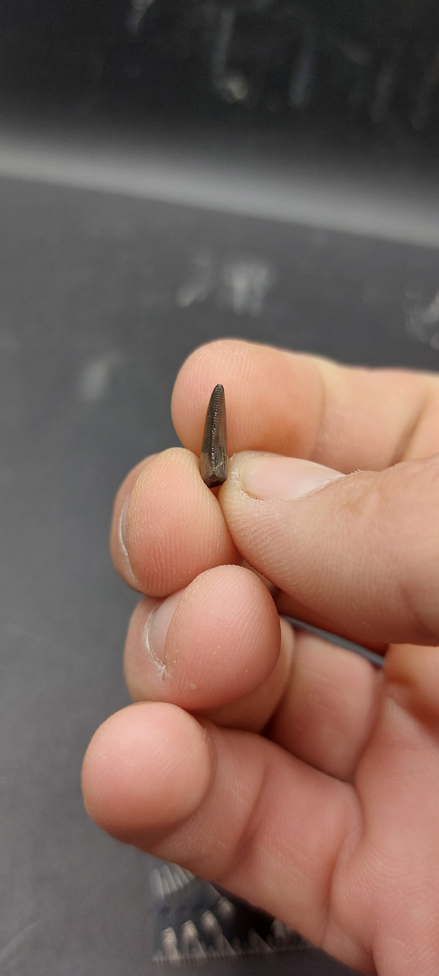 Nanotyrannus lancensis Tooth-Montana