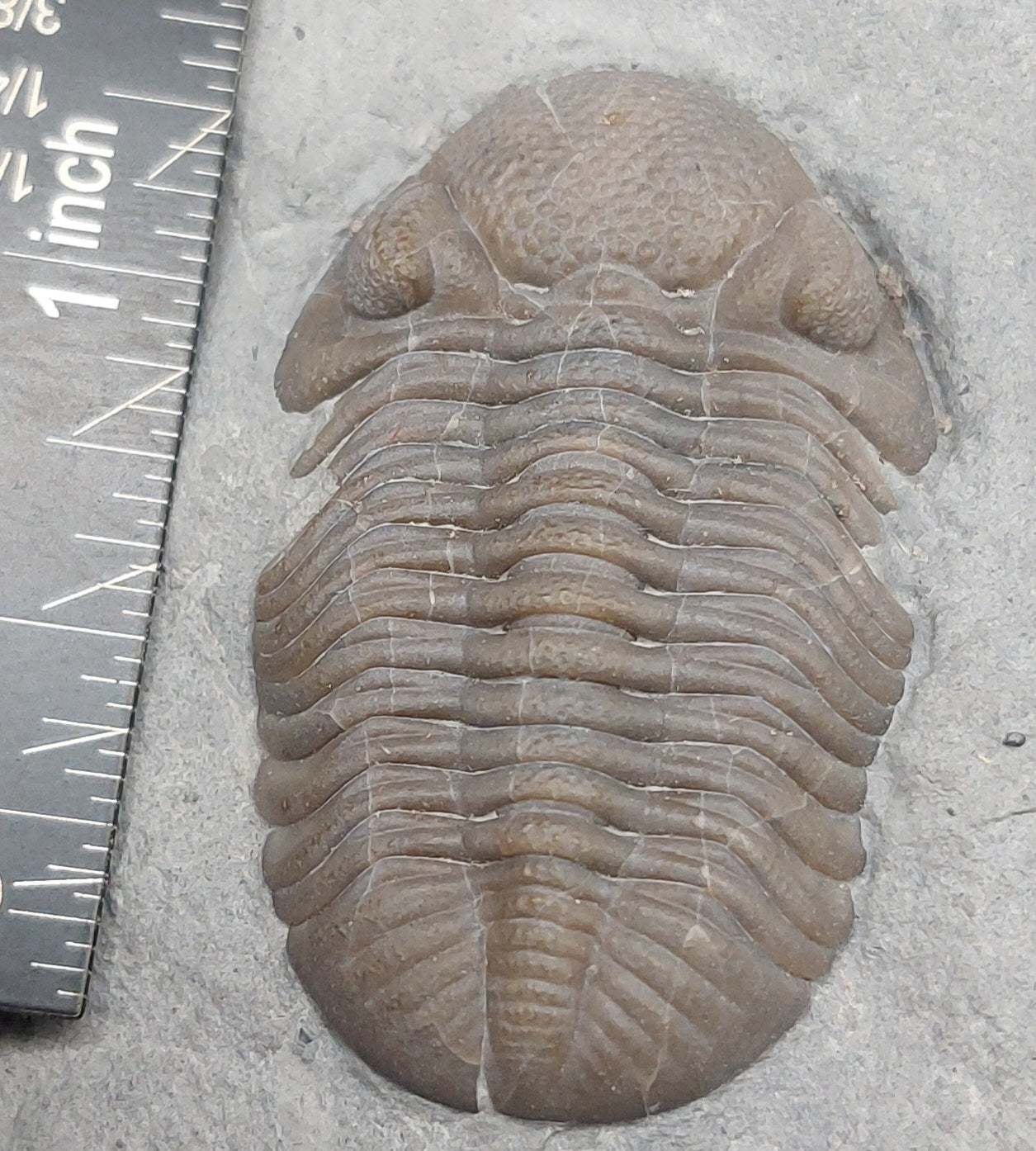 Eldredgeops crassituberculata-Ohio