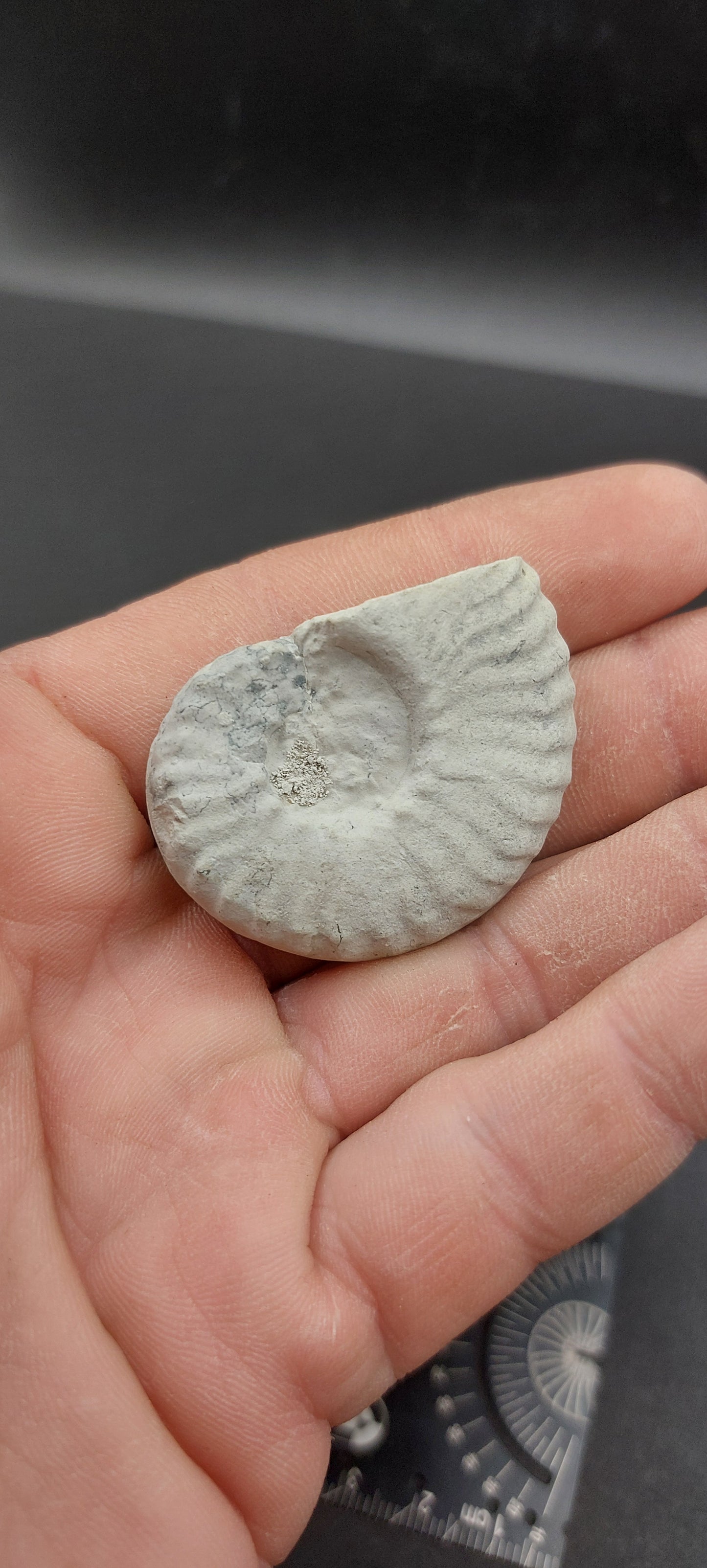 Mortoniceras (Drakeoceras) drakei-Texas 03