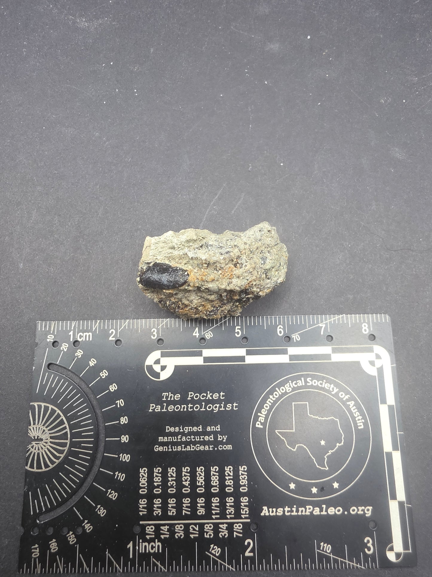 Apatosaurinae Tooth-Colorado
