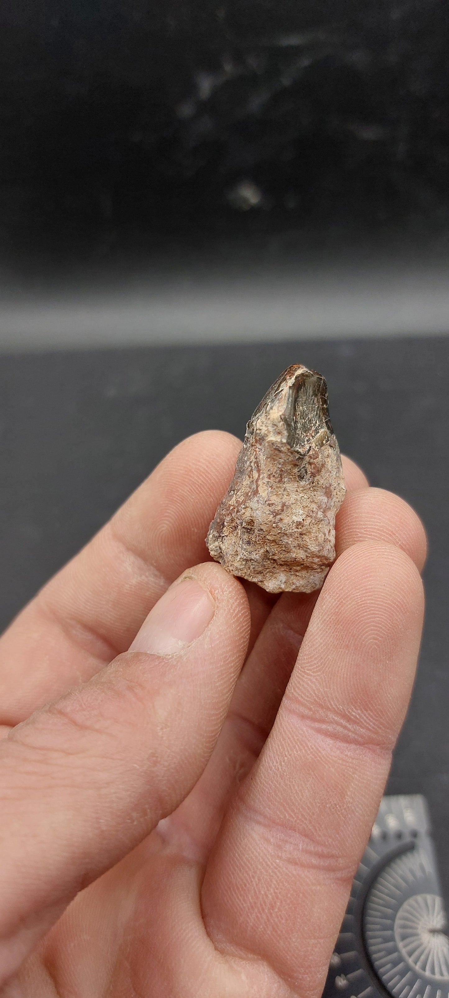 Coryphodon sp. Tooth-Wyoming 01