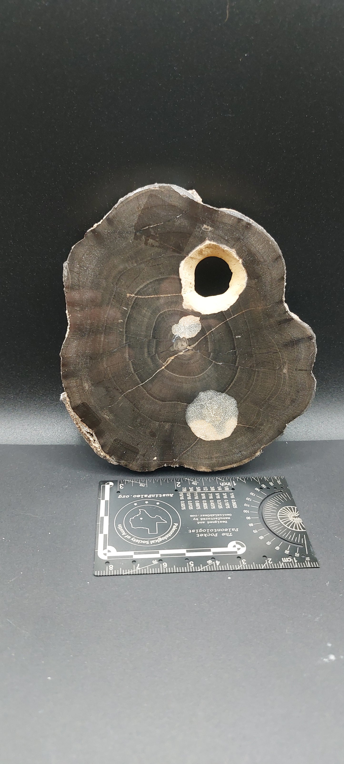 Petrified Wood-Oregon 06