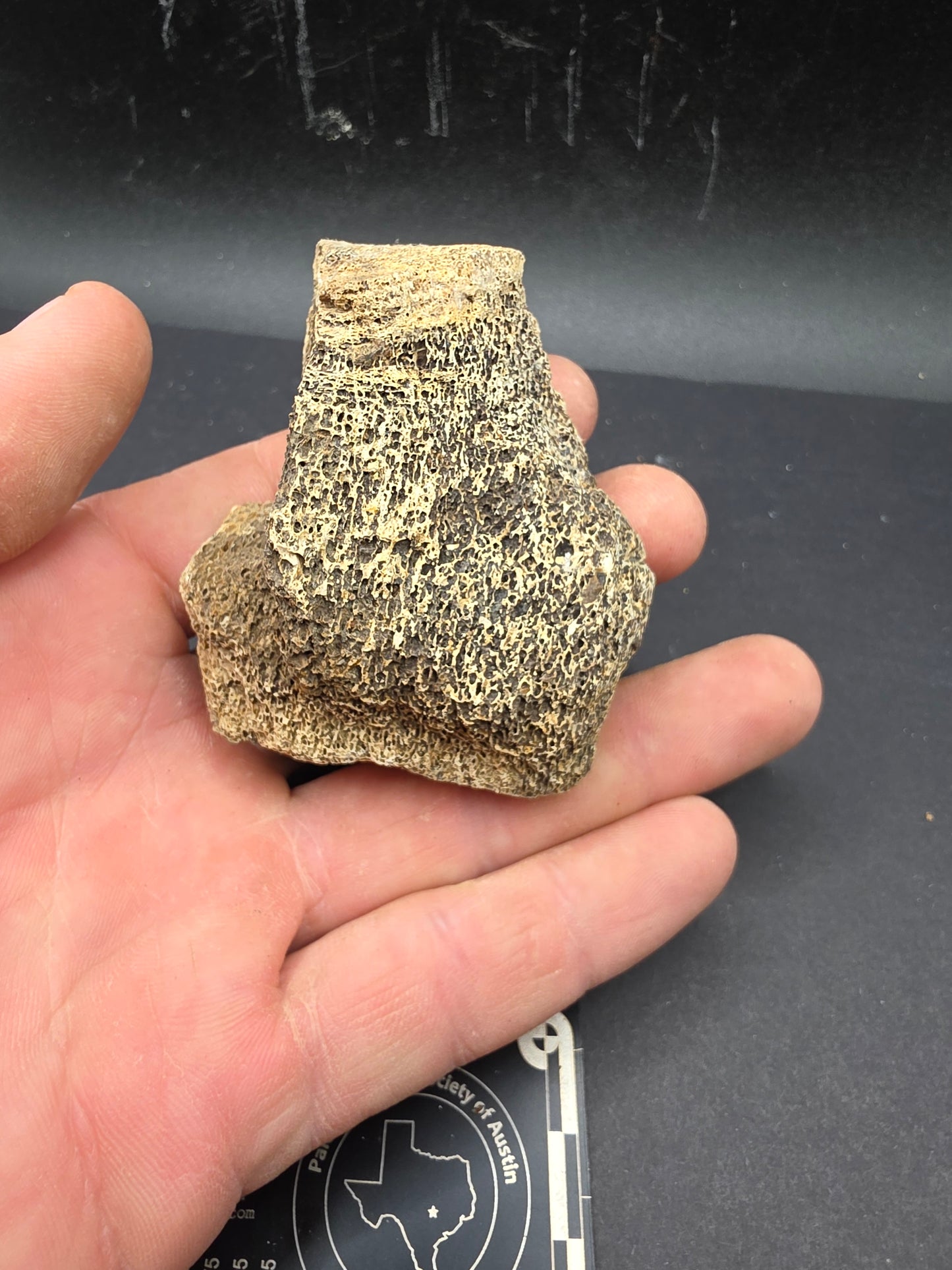 Partial Hadrosaur Vertebra on Stand-Montana