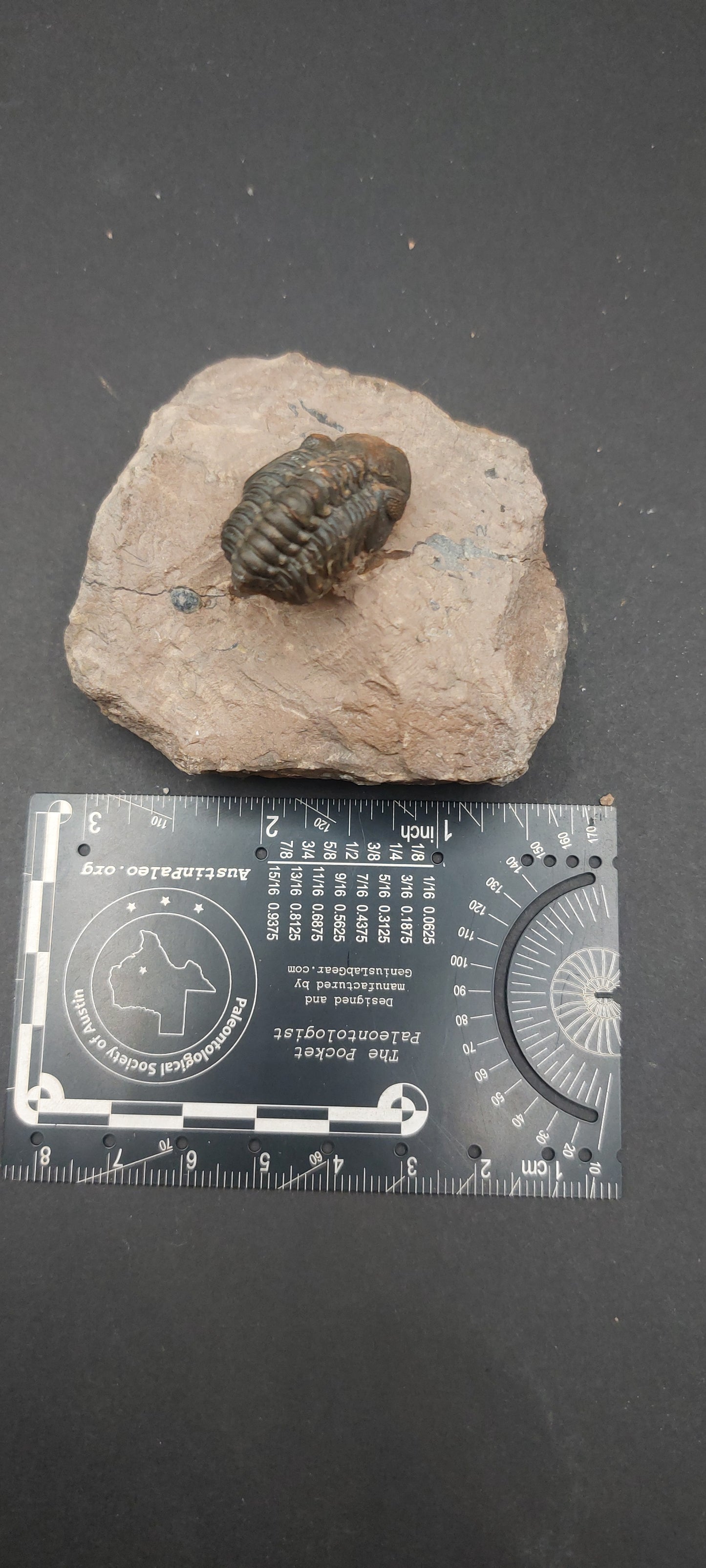 Reedops sp.-Morocco A2