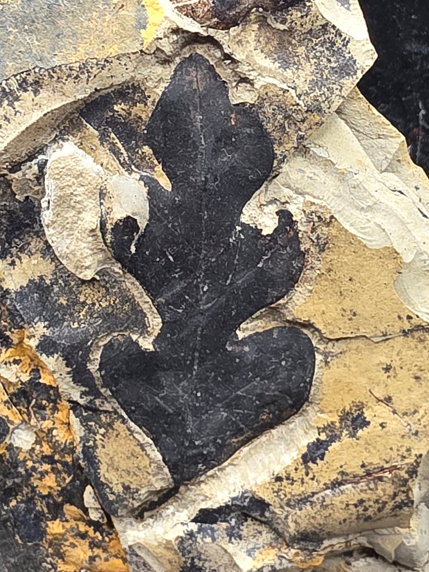 Leaf-Texas 02