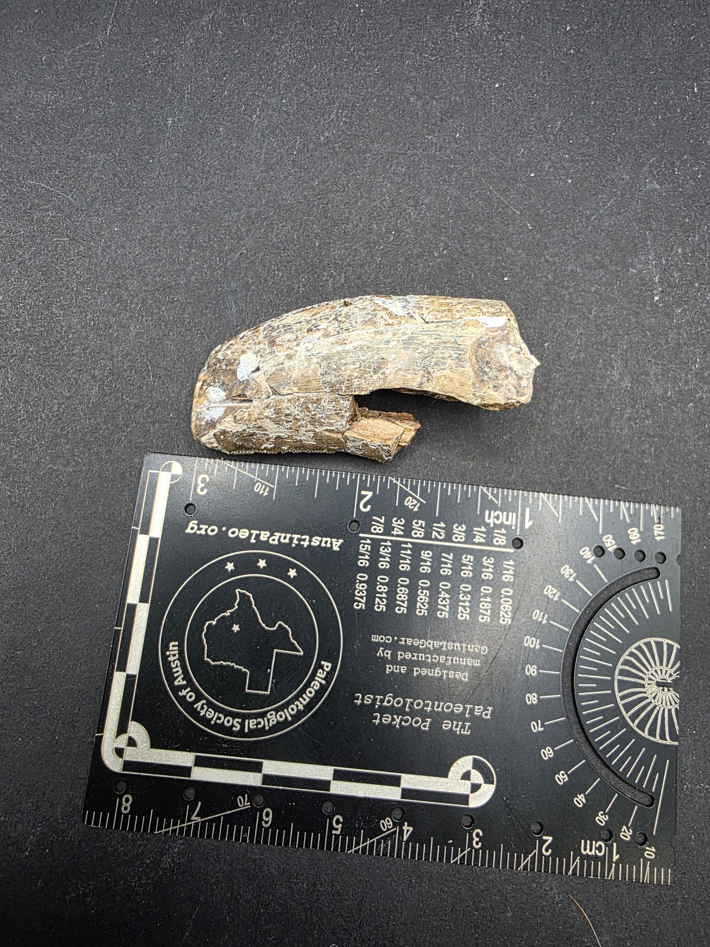 Tyrannosaurid Tooth-Texas