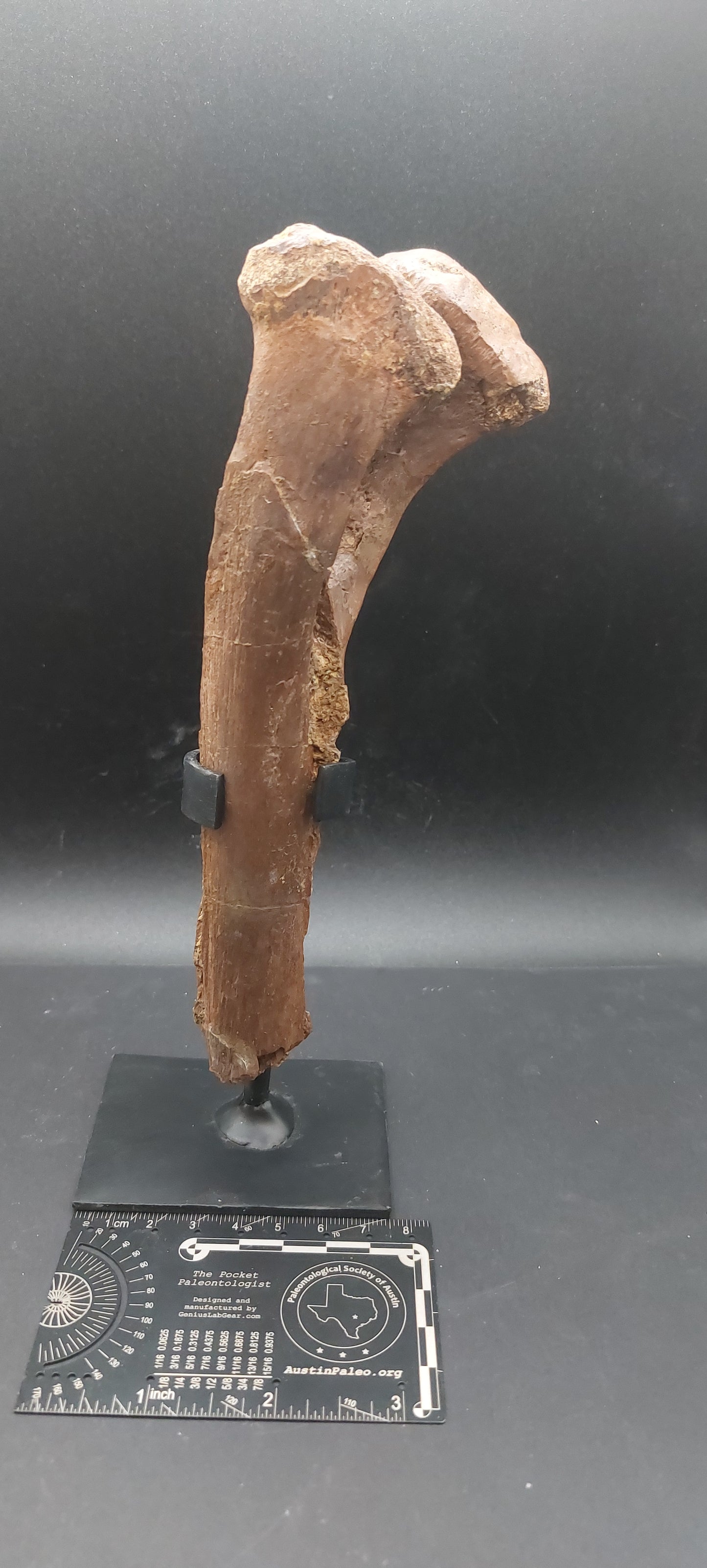 Hadrosaur Chevron-Texas