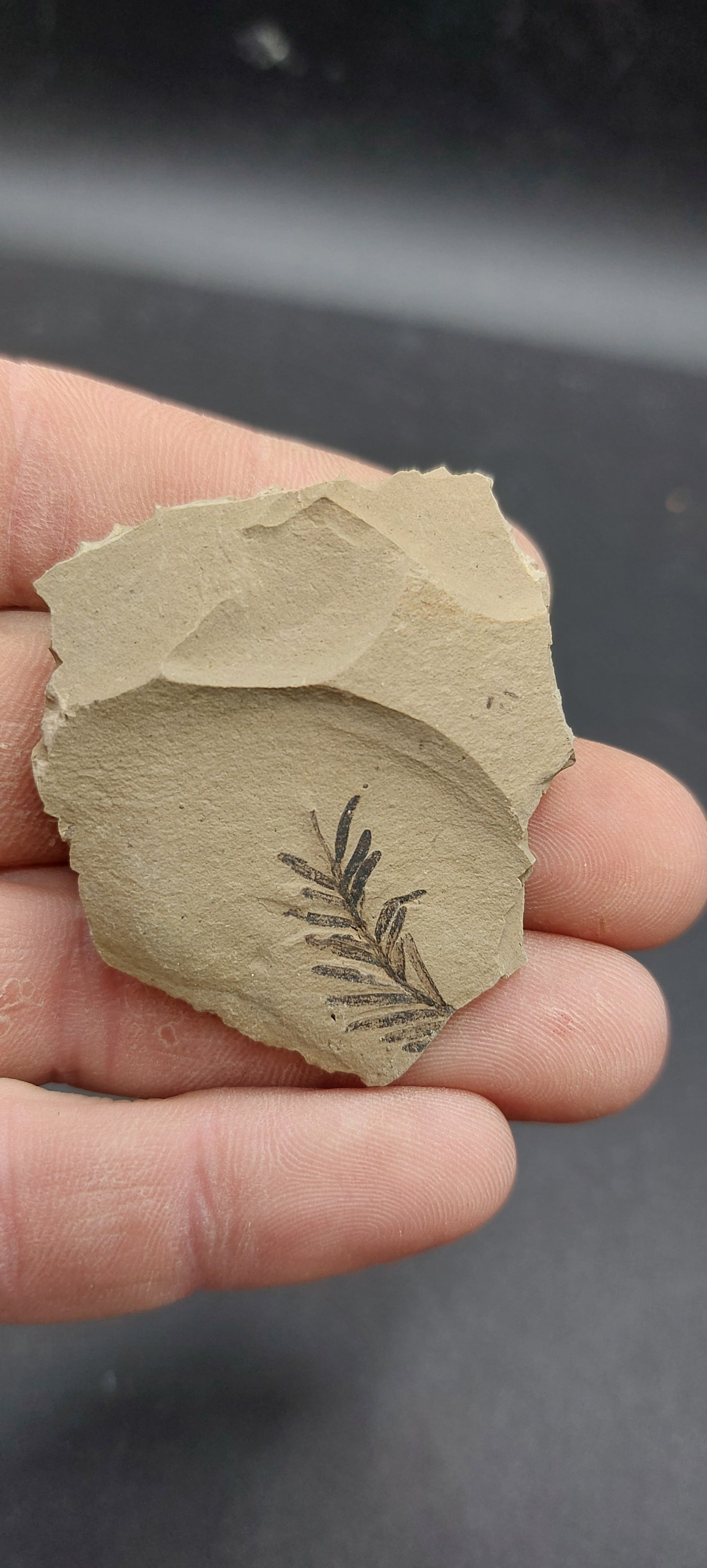 Metasequoia Leaf-Montana 04