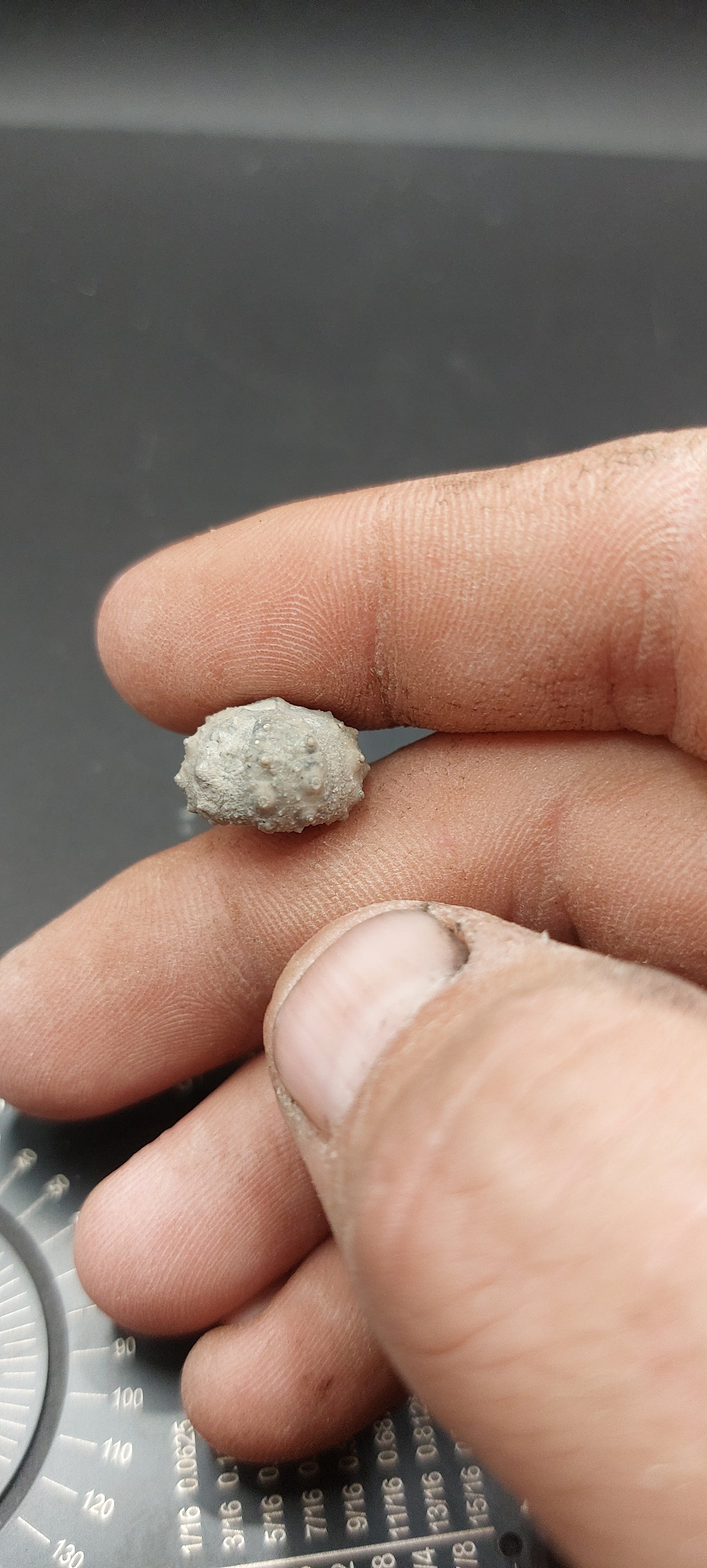 Goniophorus sp.-Texas 06