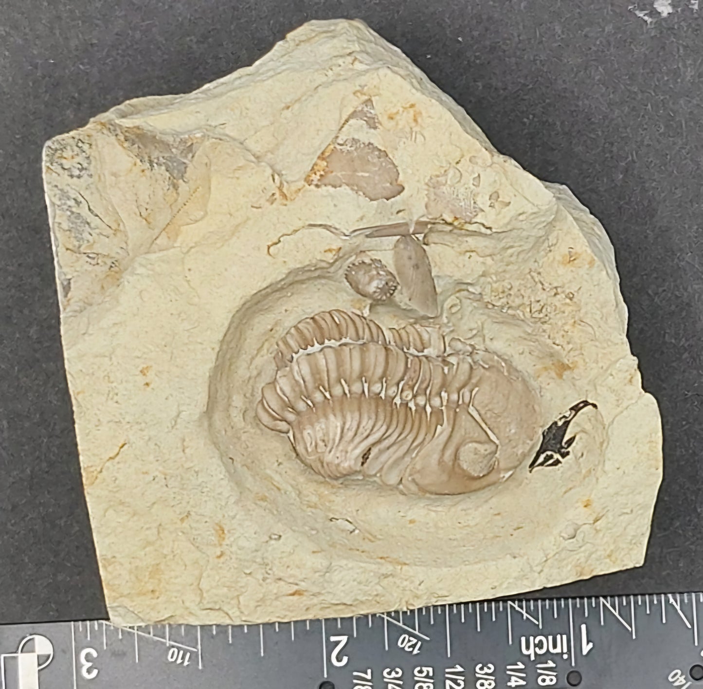 Kainops invius-Oklahoma