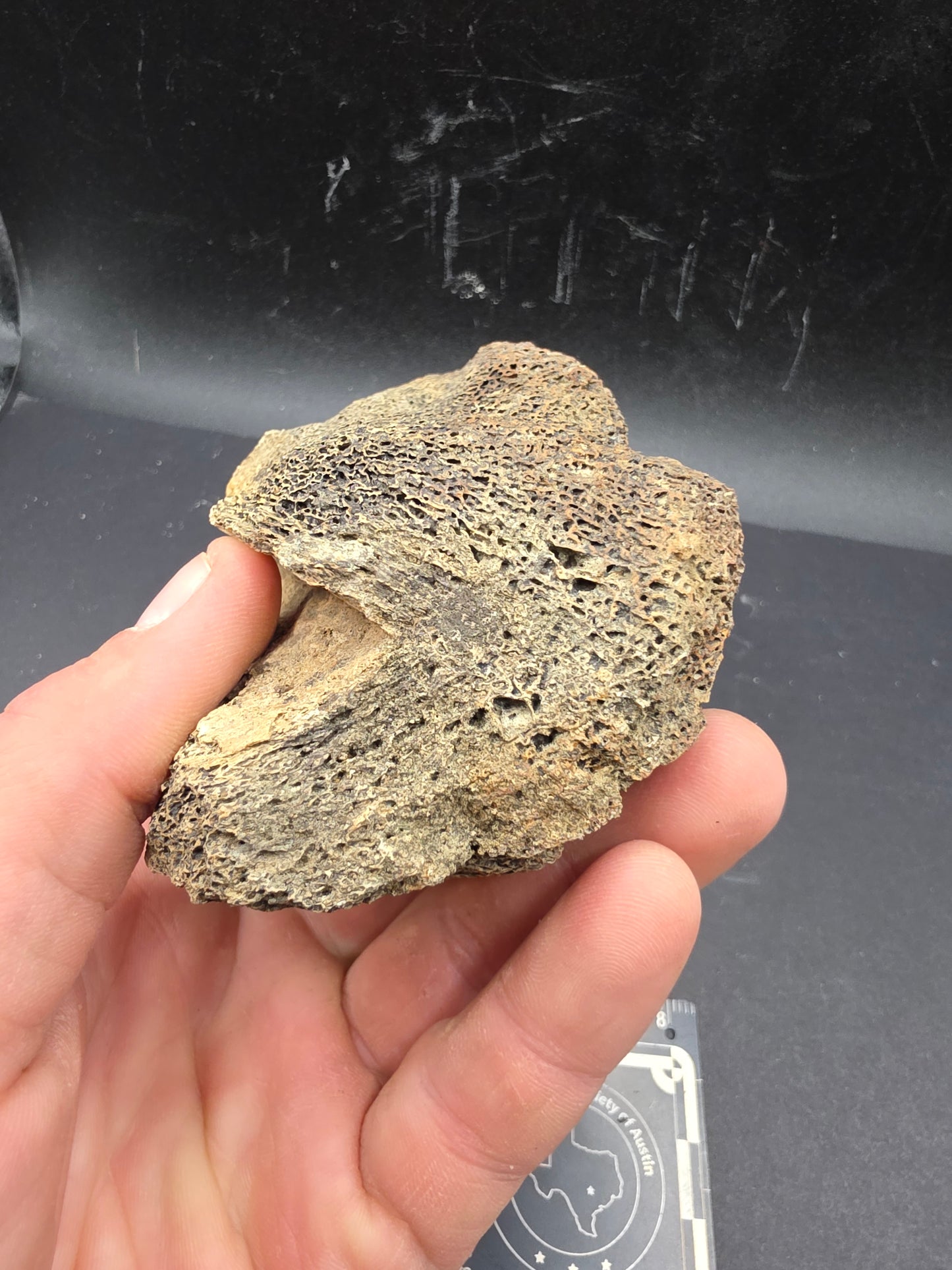 Partial Triceratops Vertebra on Stand-Montana