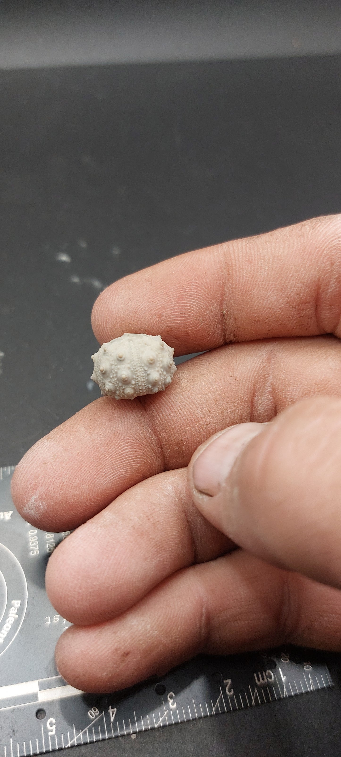 Goniophorus scotti-Texas 03