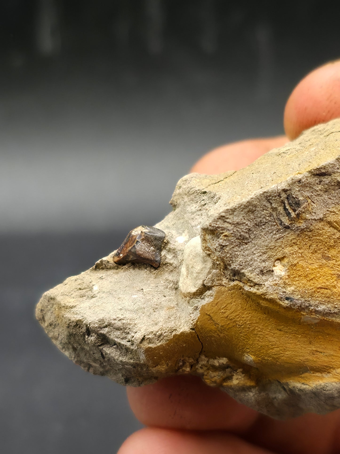 Hadrosaur Spit Tooth-Texas