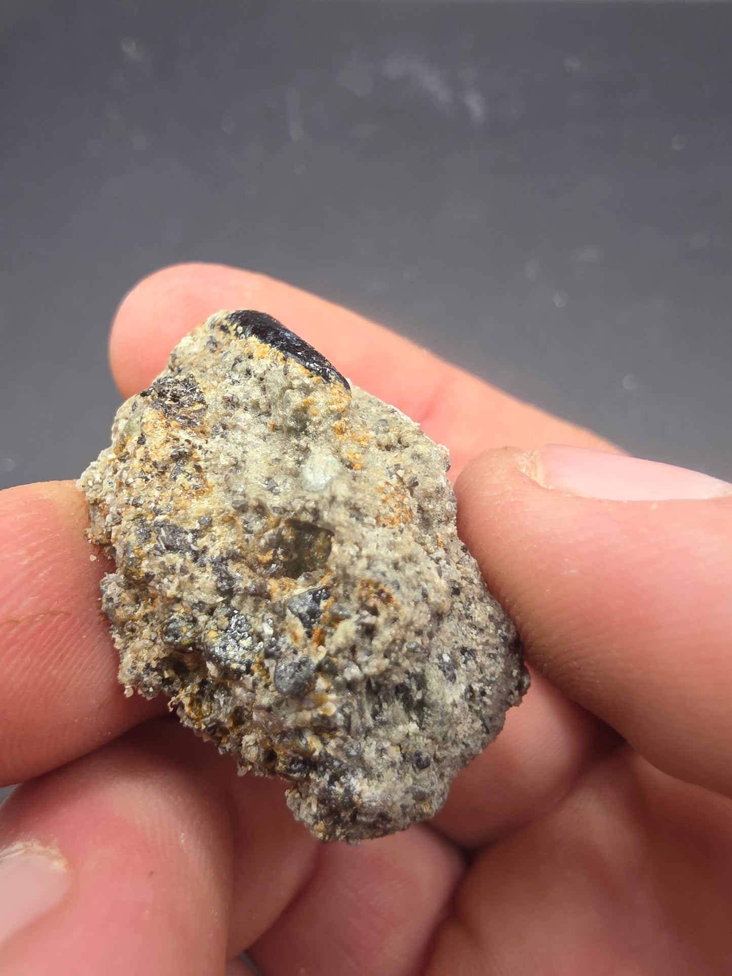 Apatosaurinae Tooth-Colorado
