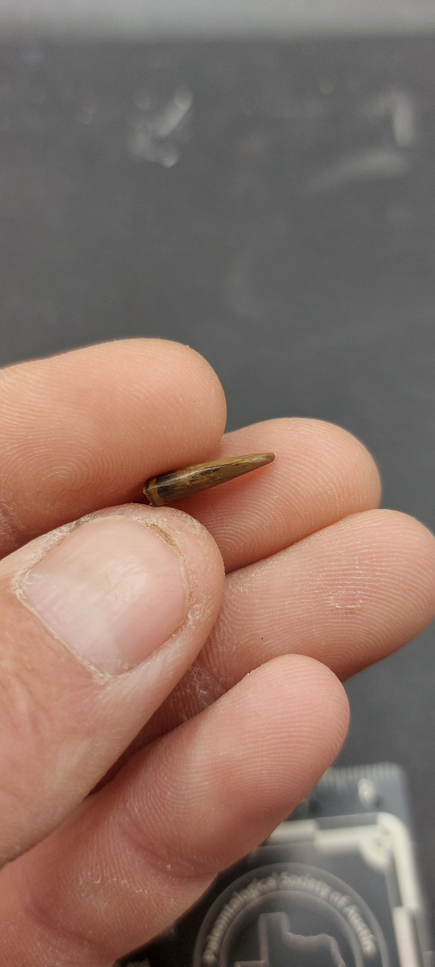 Dromaeosaurus sp. Tooth-Montana