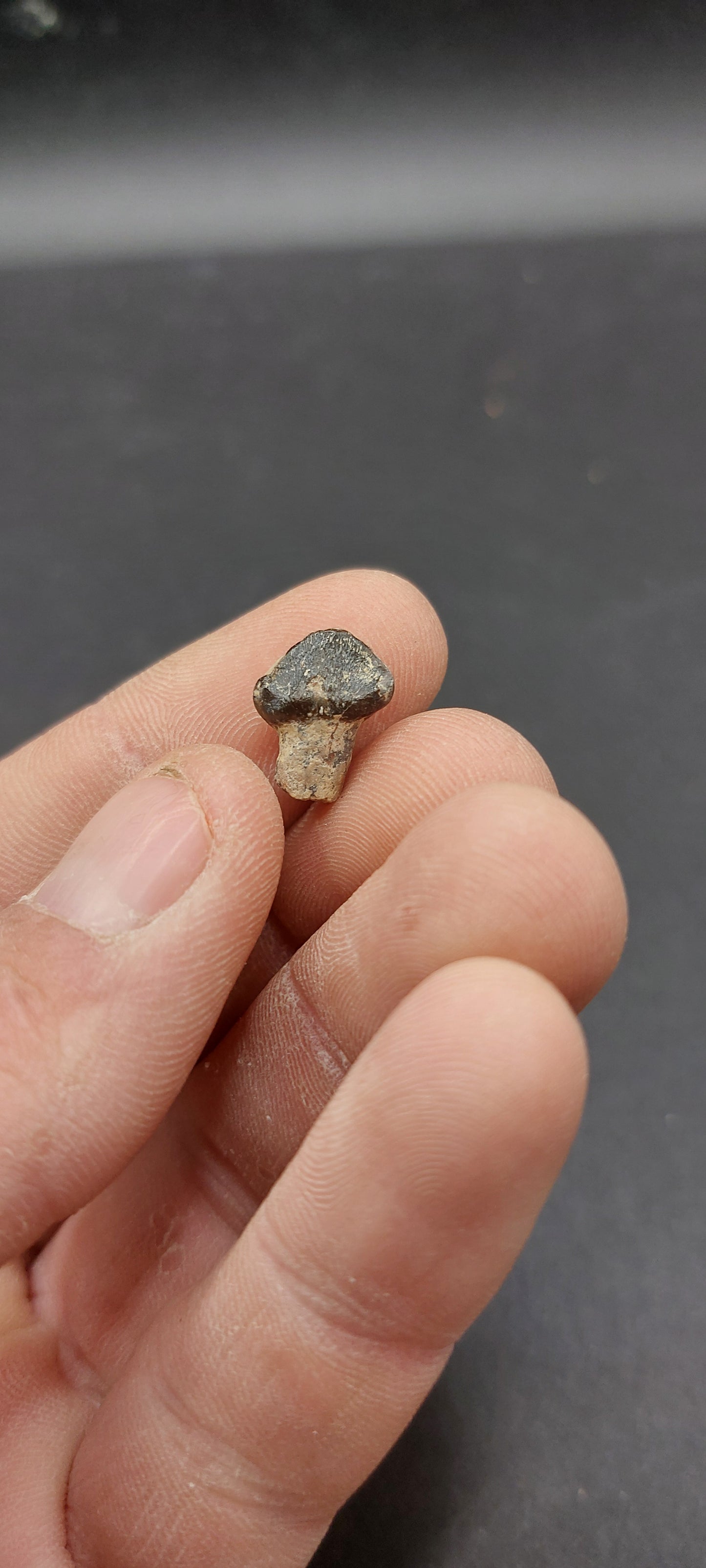 Coryphodon sp. Tooth-Wyoming 03