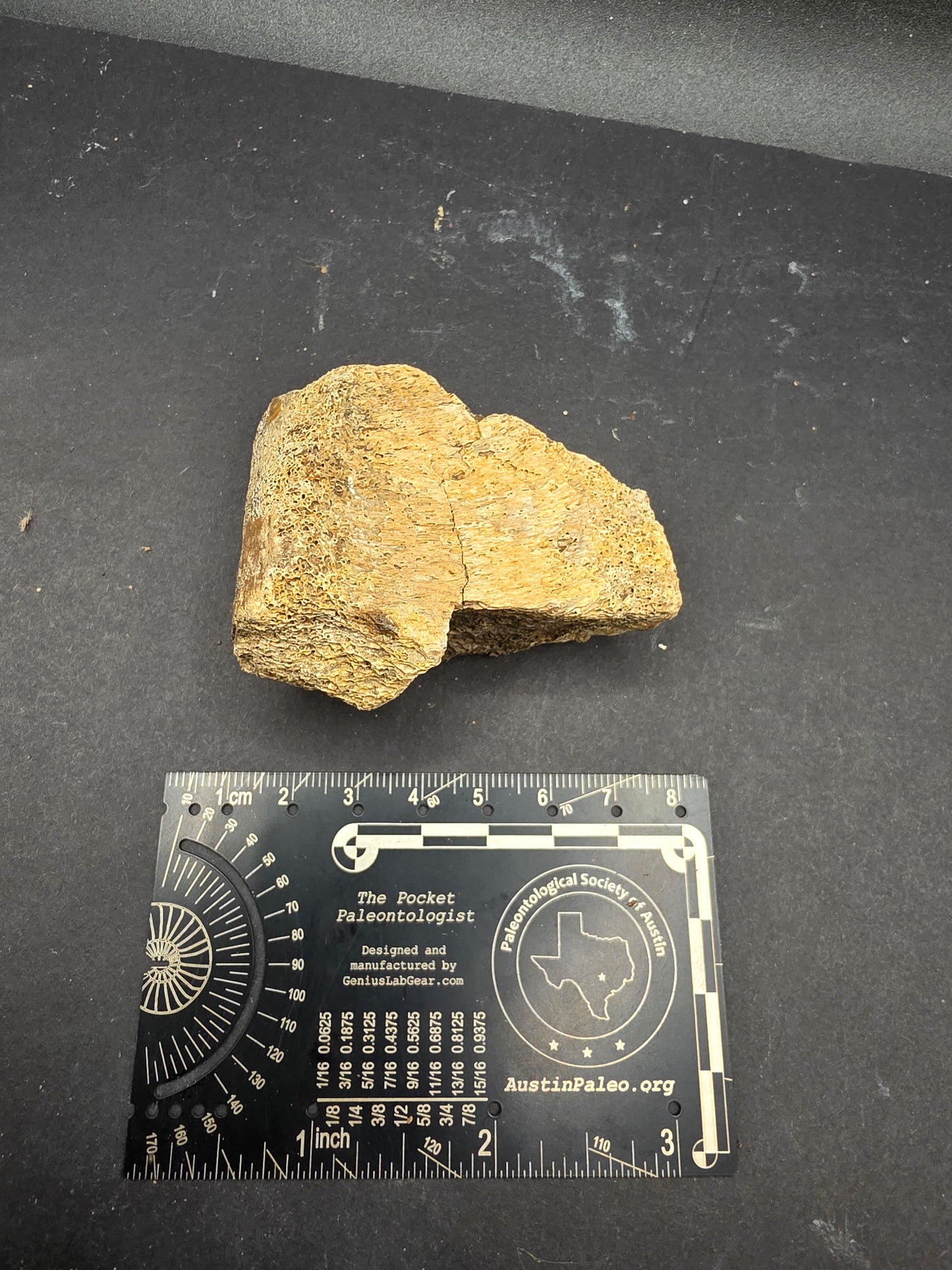 Partial Hadrosaur Vertebra on Stand-Montana