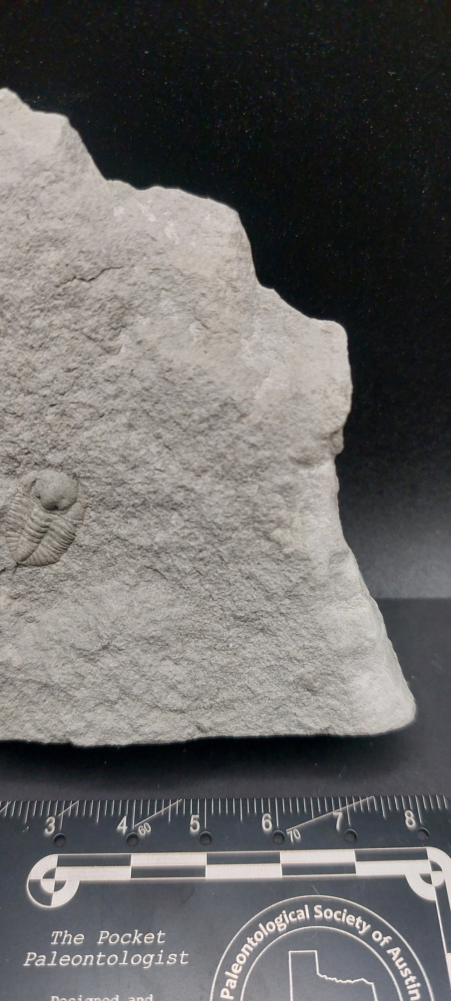 Ampyxina bellatula-Missouri 02