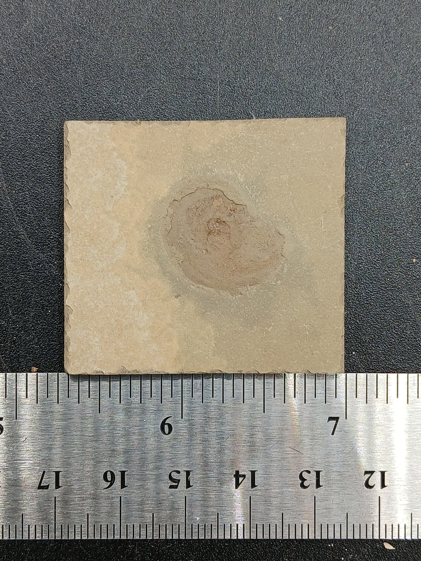 Anthracoceras beargulchensis-Montana-BG72