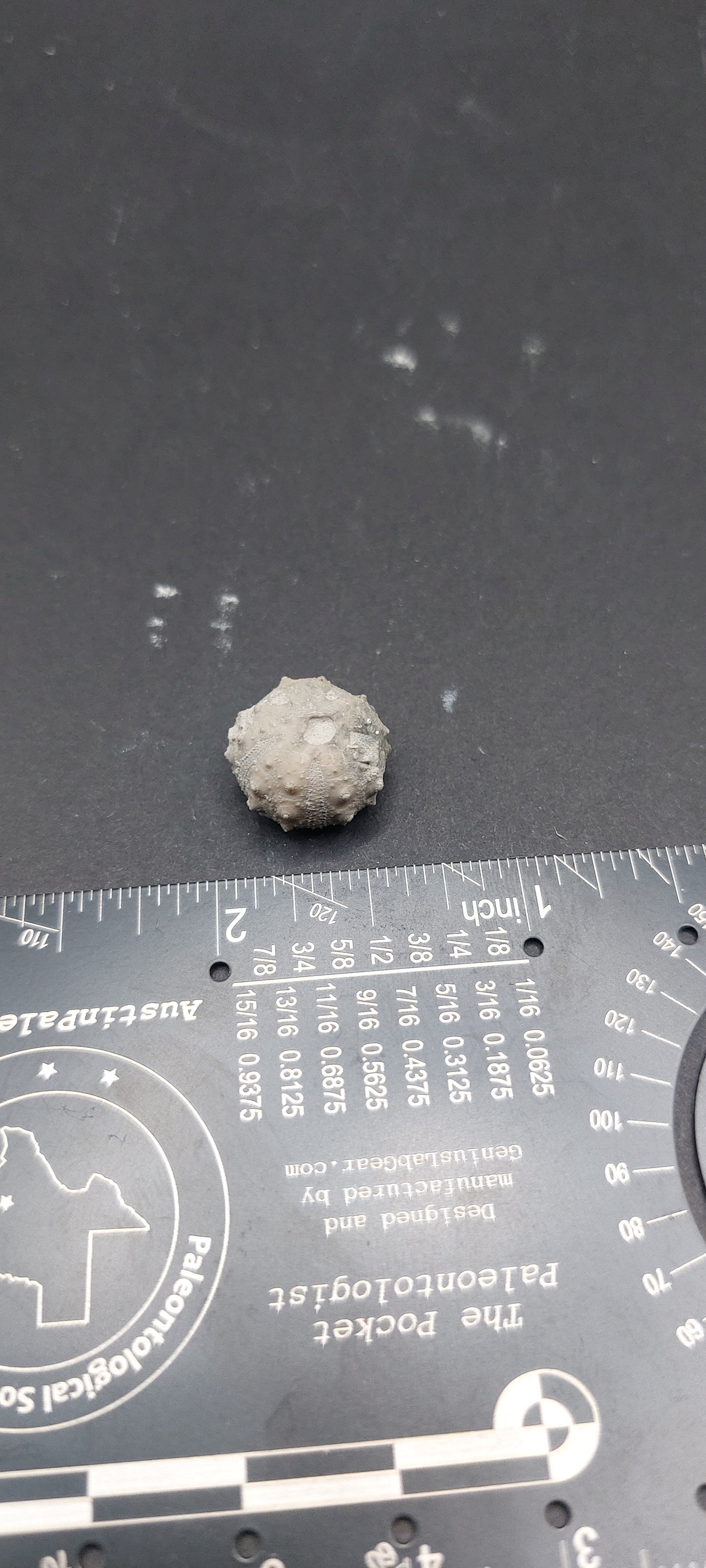 Goniophorus sp.-Texas 06