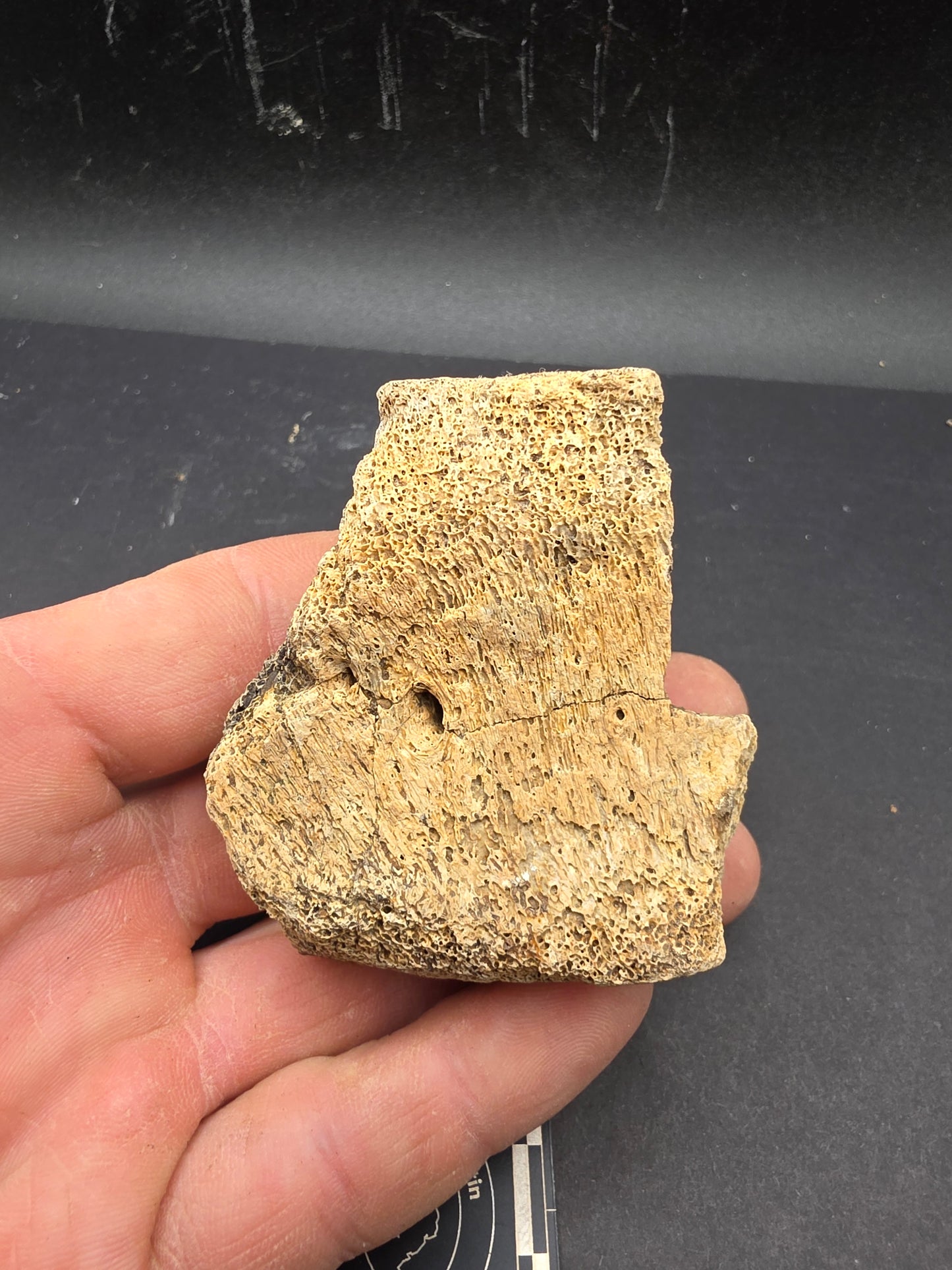 Partial Hadrosaur Vertebra on Stand-Montana