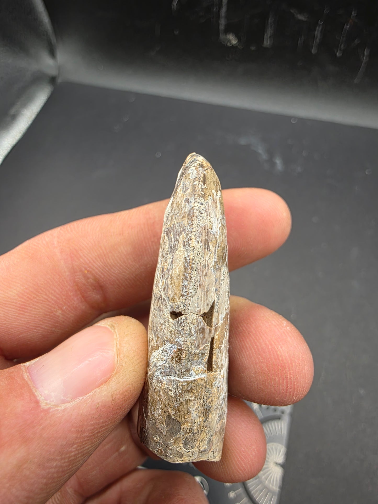 Tyrannosaurid Tooth-Texas