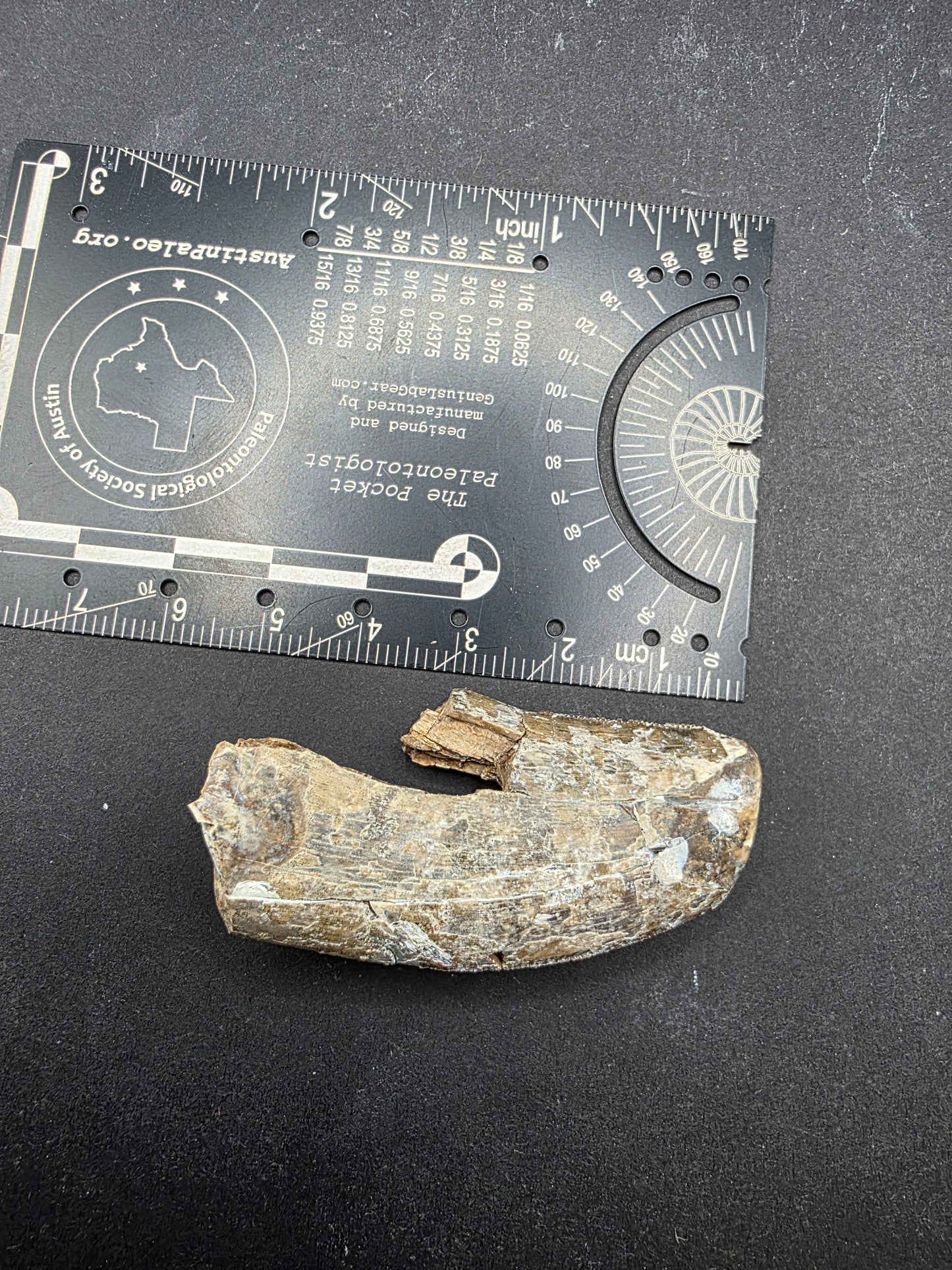 Tyrannosaurid Tooth-Texas