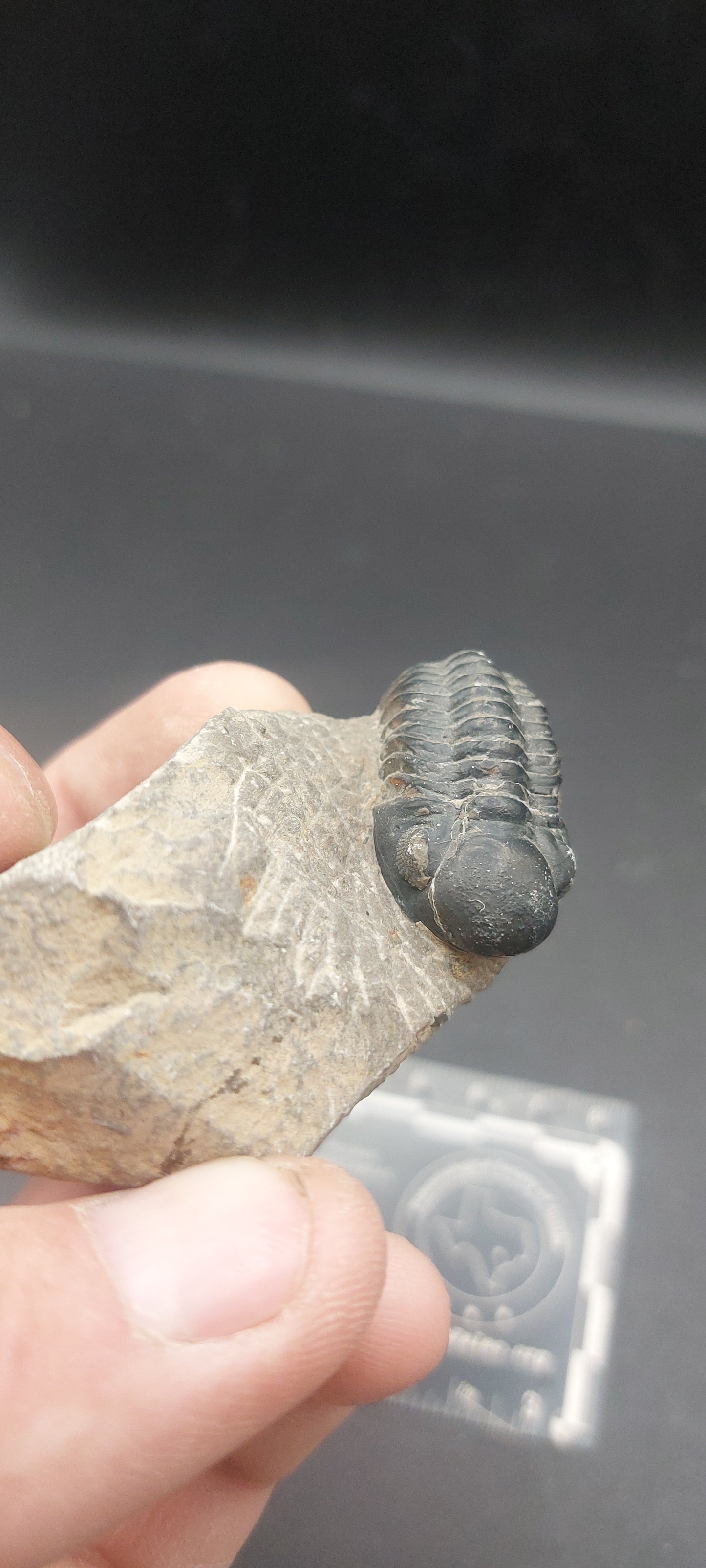 Reedops sp.-Morocco B7