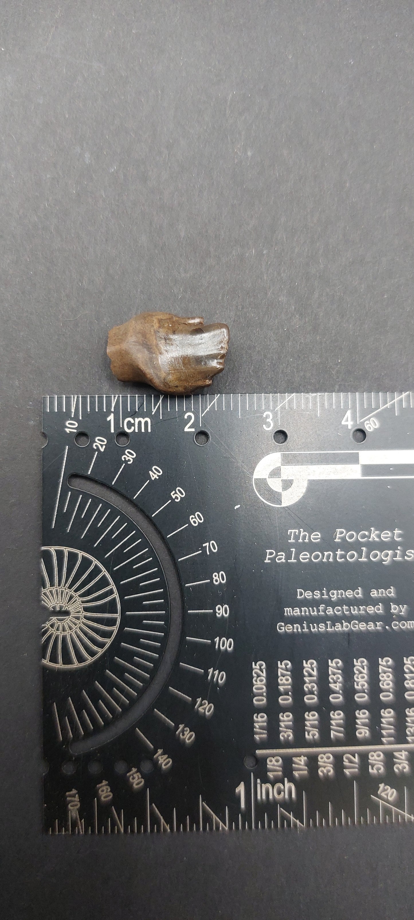 Ankylosaurus magniventris Tooth-Montana 02