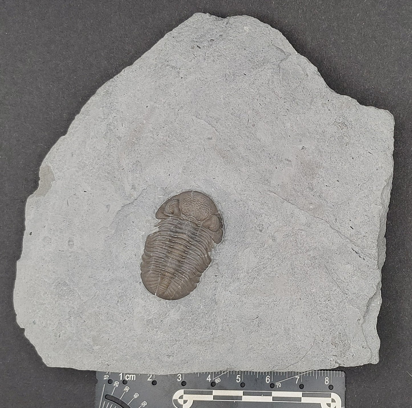 Eldredgeops crassituberculata-Ohio