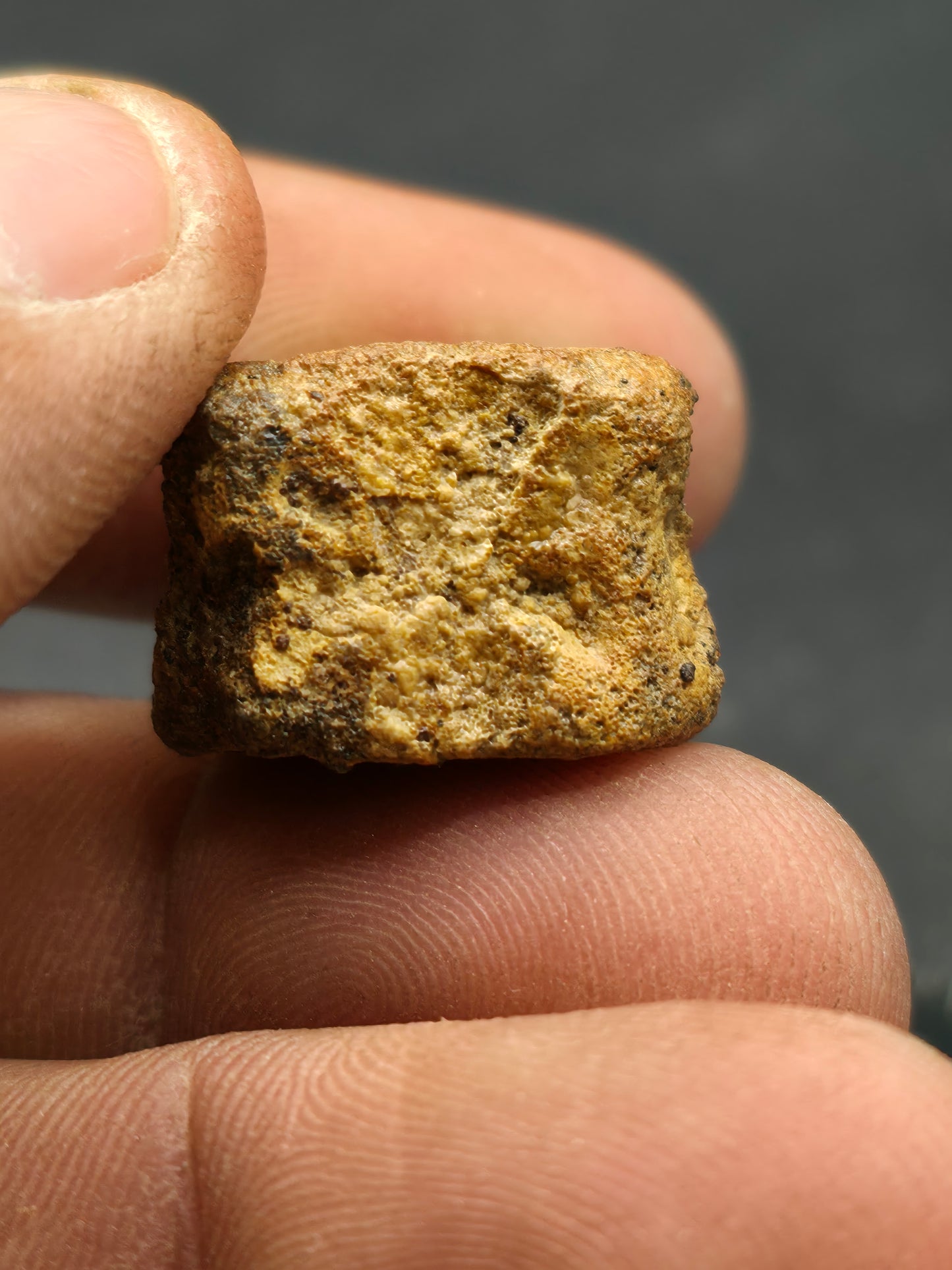 Hadrosaur Caudal (Tail) Vertebra-Texas
