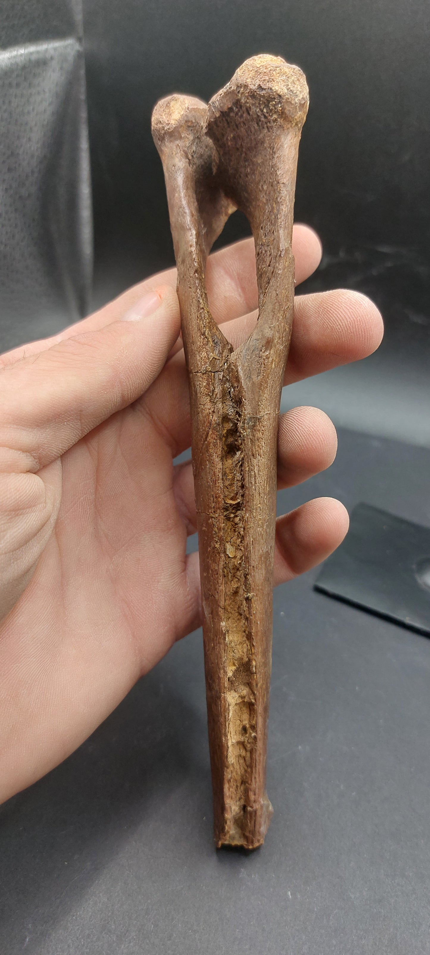 Hadrosaur Chevron-Texas