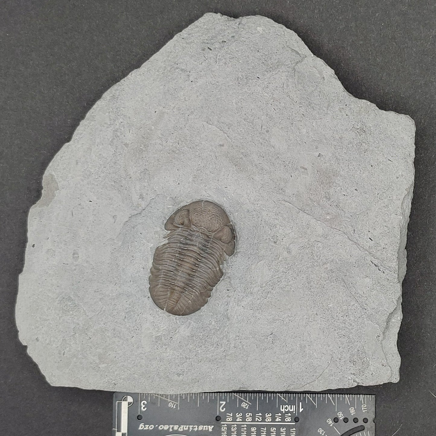 Eldredgeops crassituberculata-Ohio