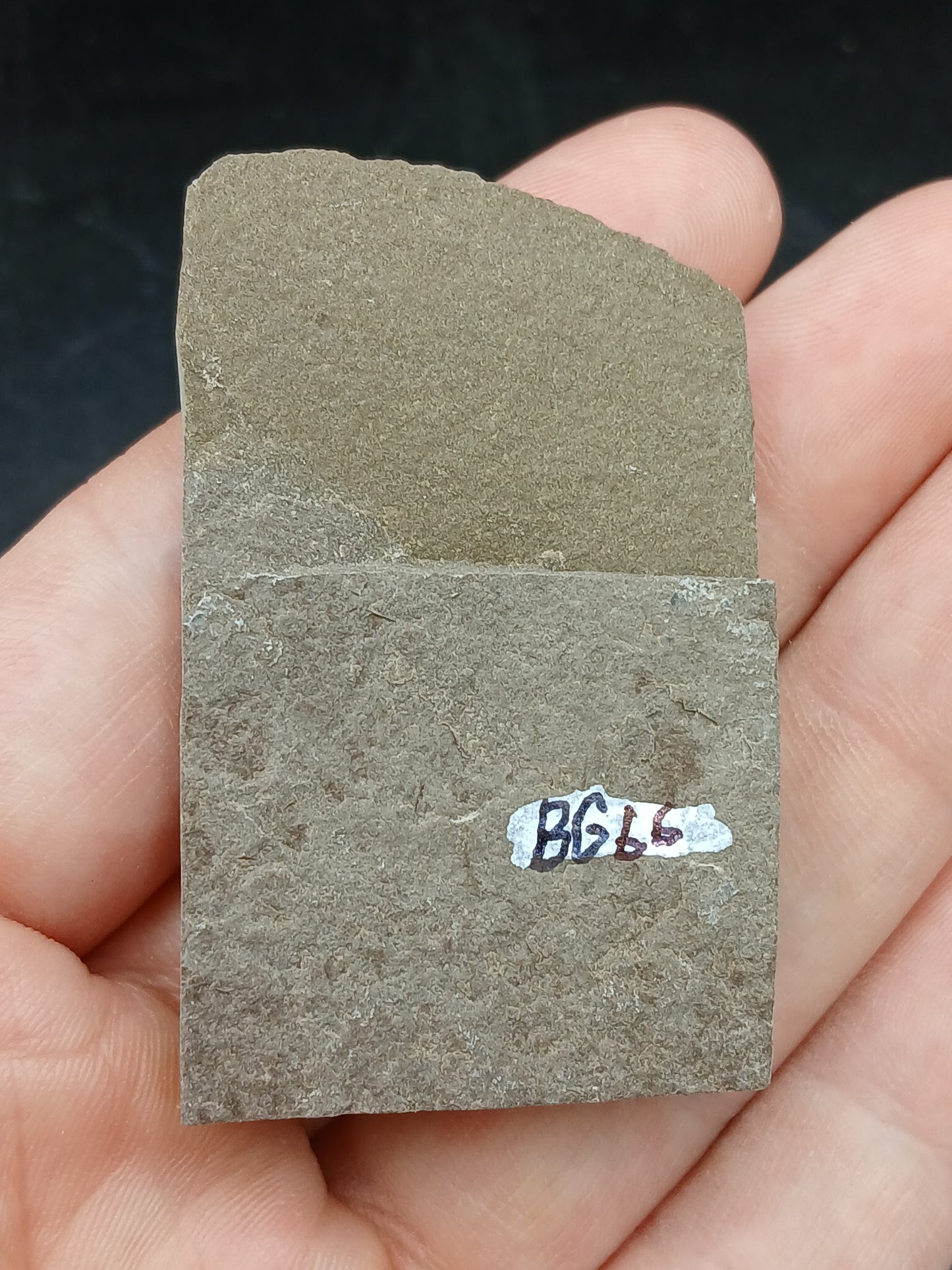 Anthracoceras beargulchensis-Montana-BG66