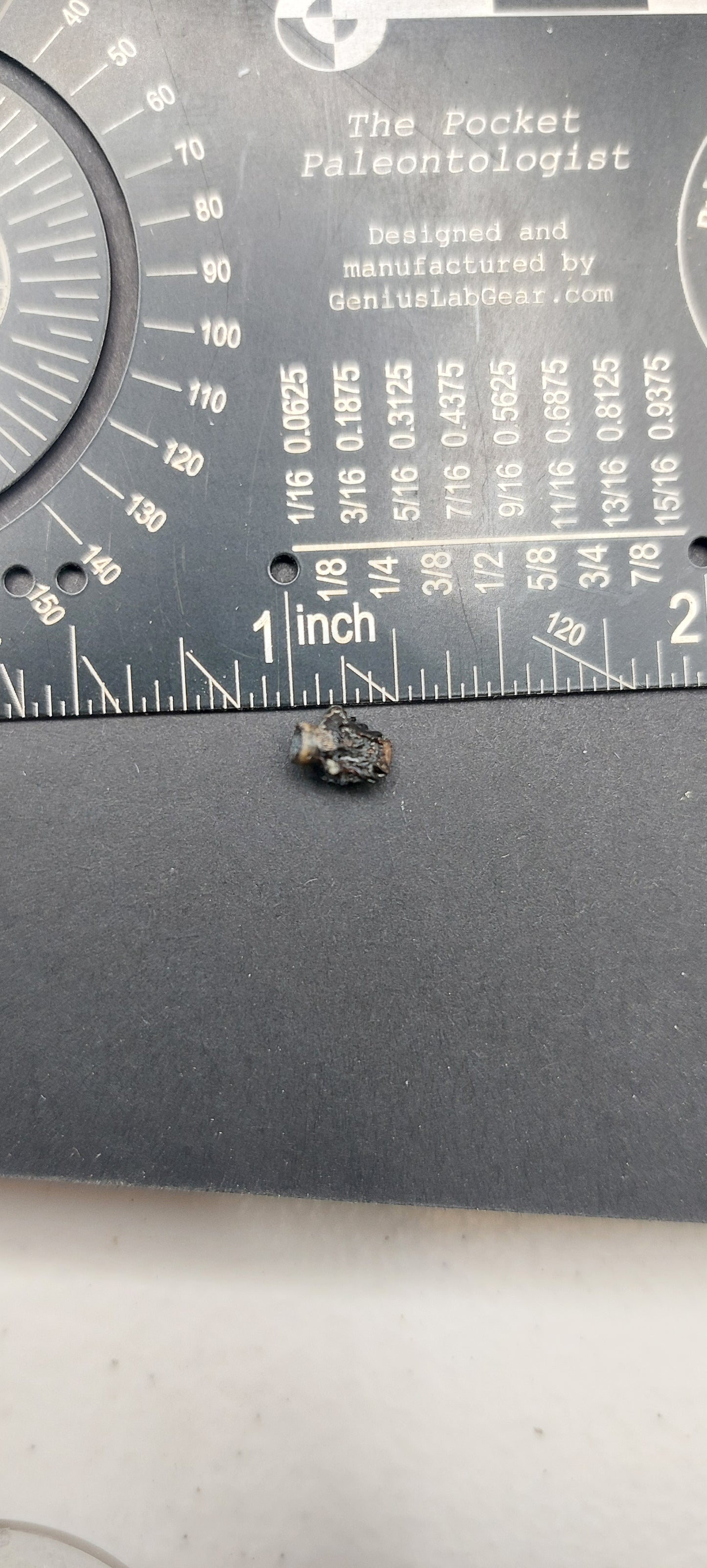 Ankylosaurus magniventris Tooth-Montana