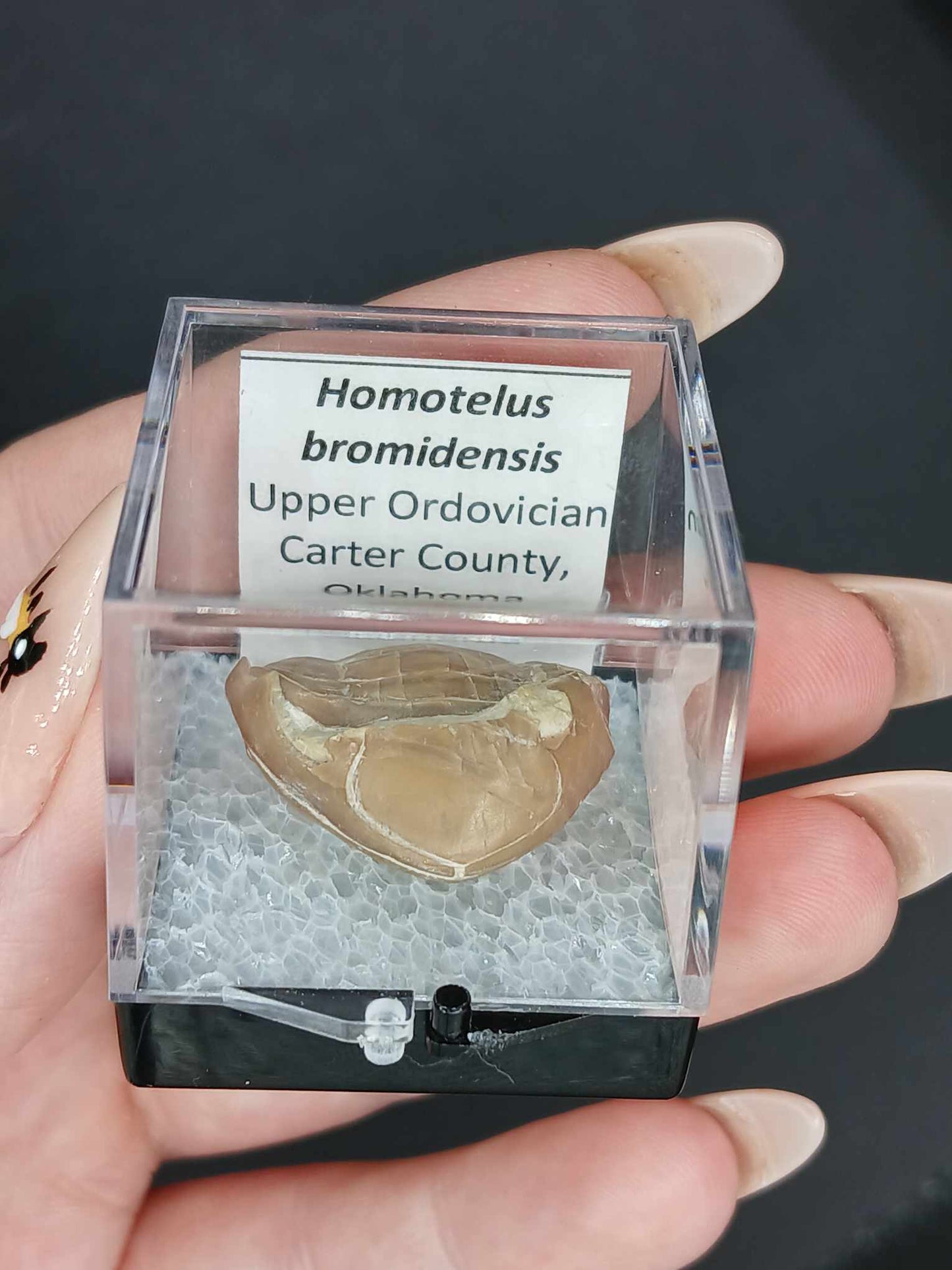 Enrolled Homotelus bromidensis