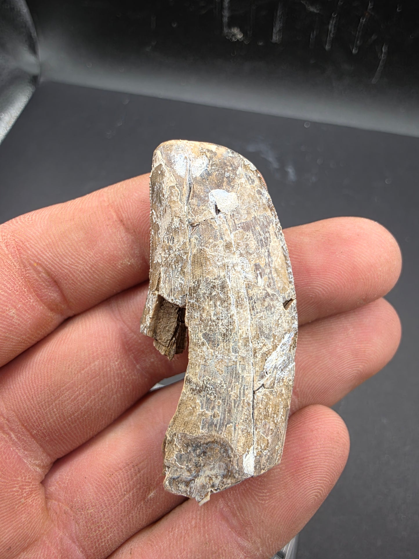 Tyrannosaurid Tooth-Texas