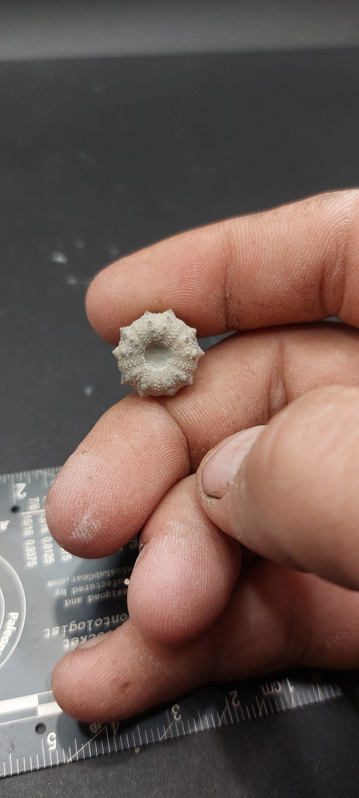 Goniophorus scotti-Texas 03