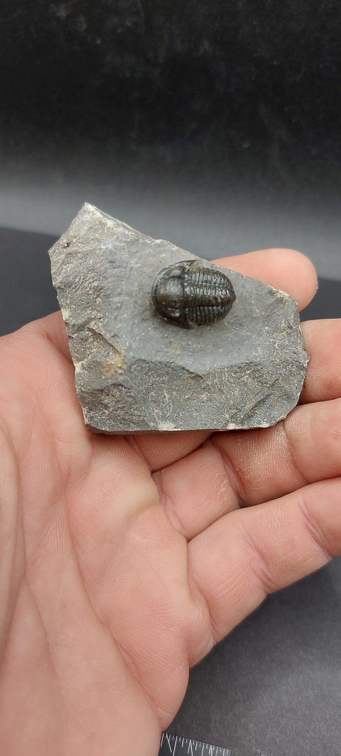 Gerastos sp.-Morocco 02