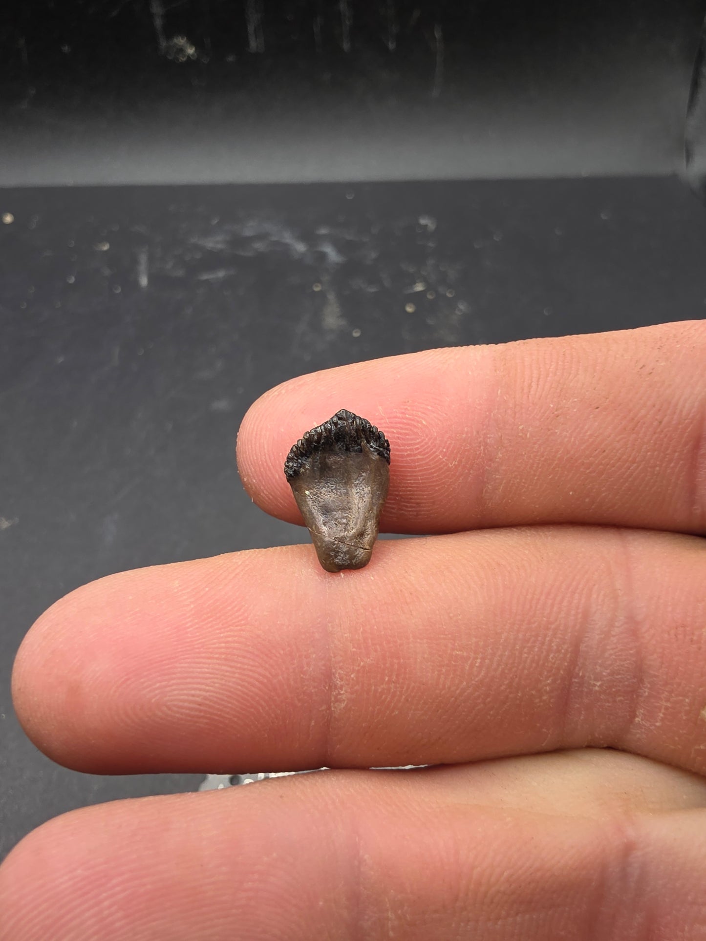 Juvenile Triceratops Tooth-Montana