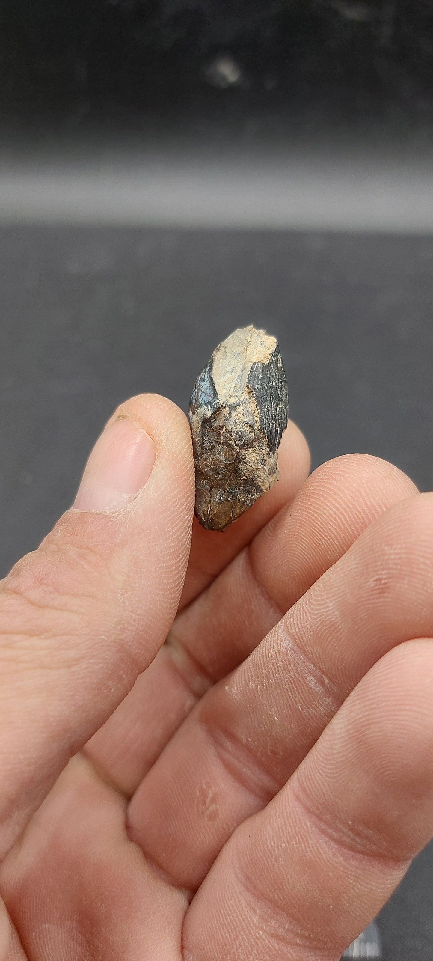 Coryphodon sp. Tooth-Wyoming 02