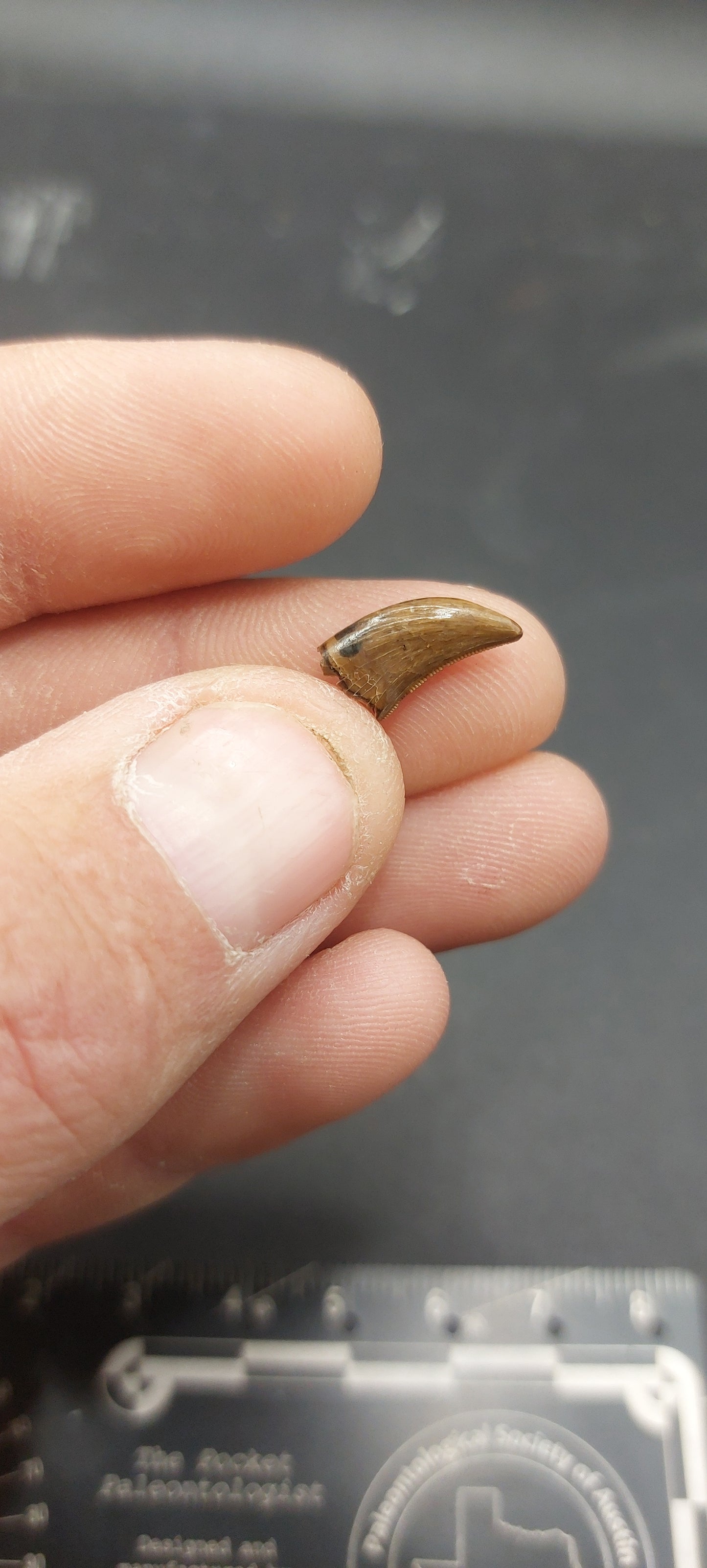 Dromaeosaurus sp. Tooth-Montana