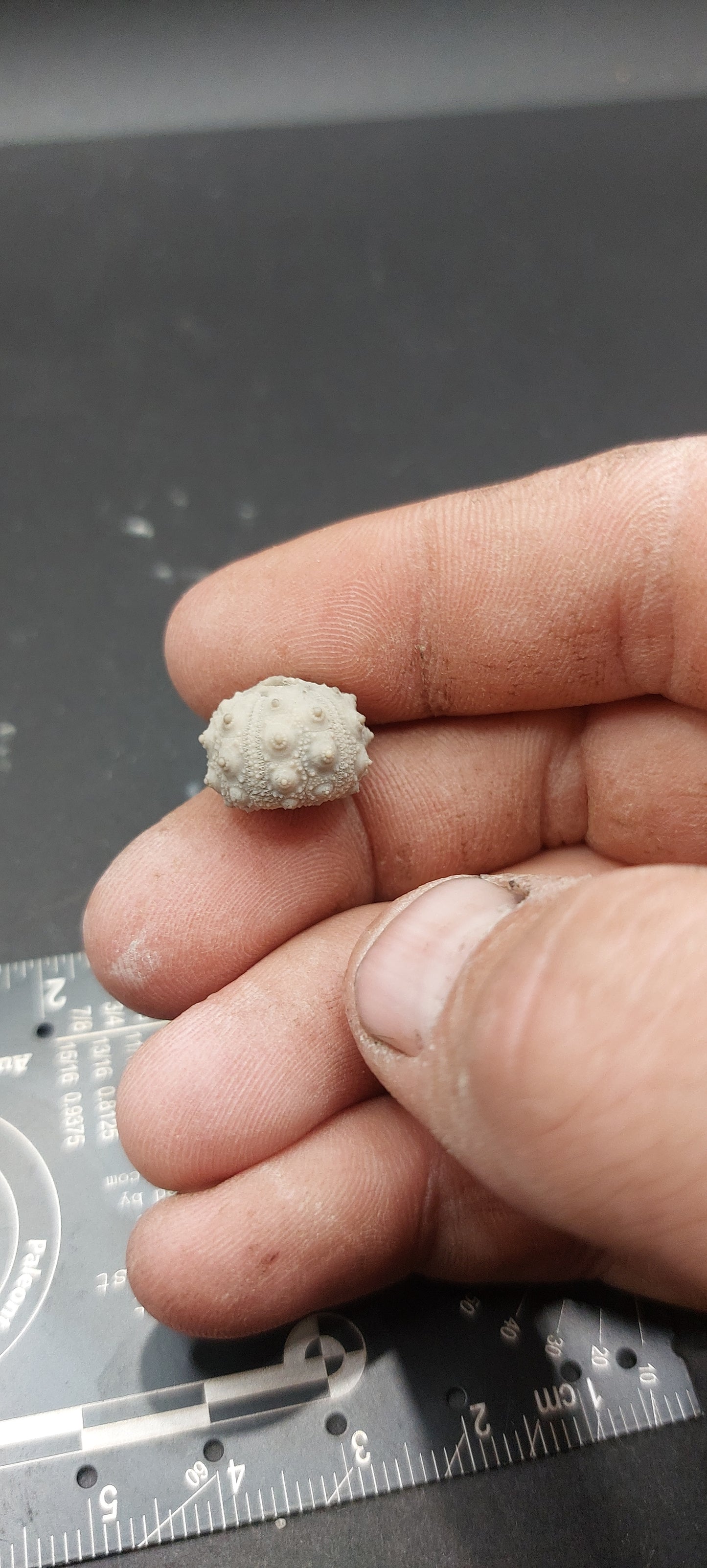 Goniophorus scotti-Texas 03