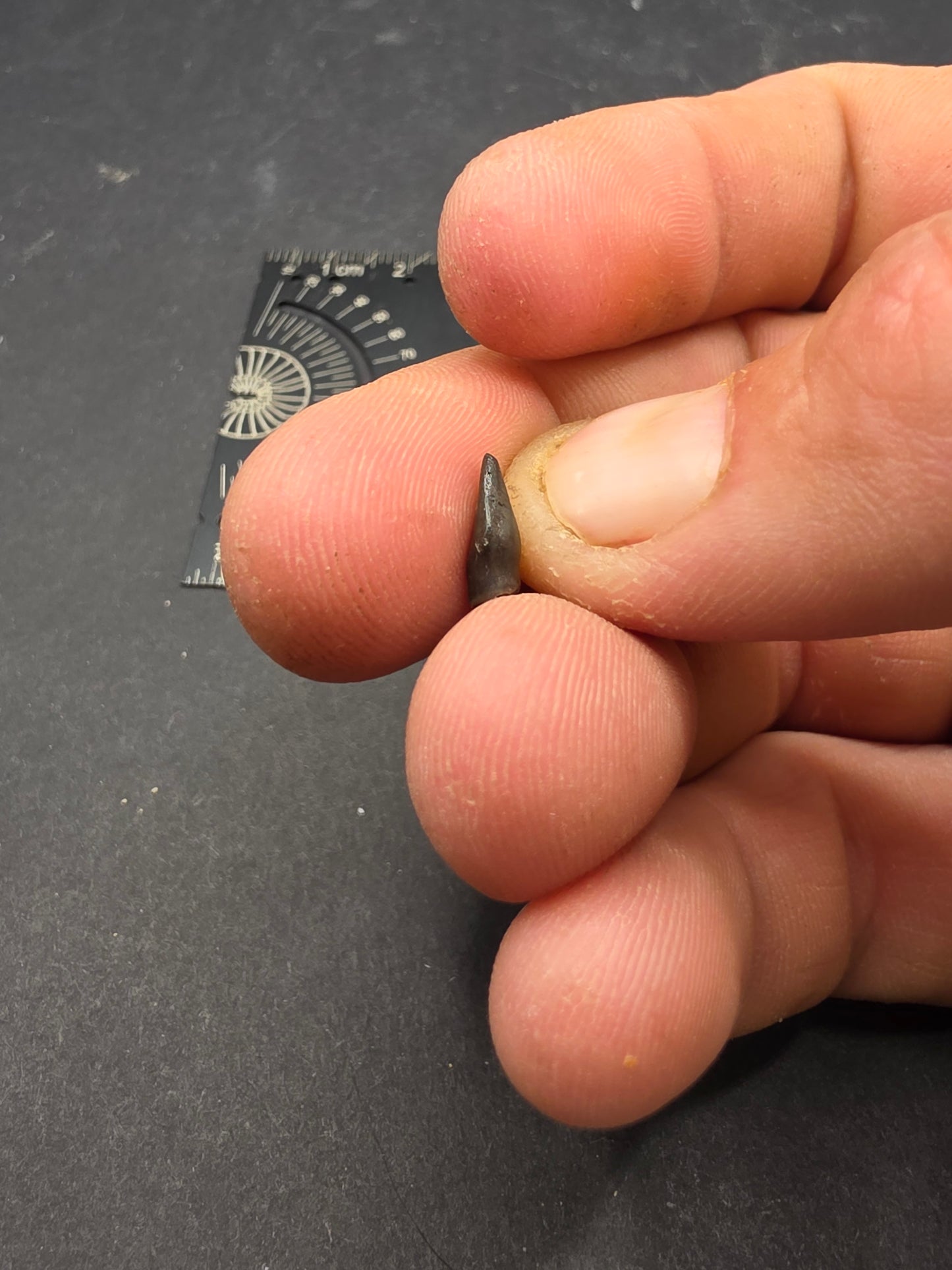 Thescelosaurus Tooth-Montana 02