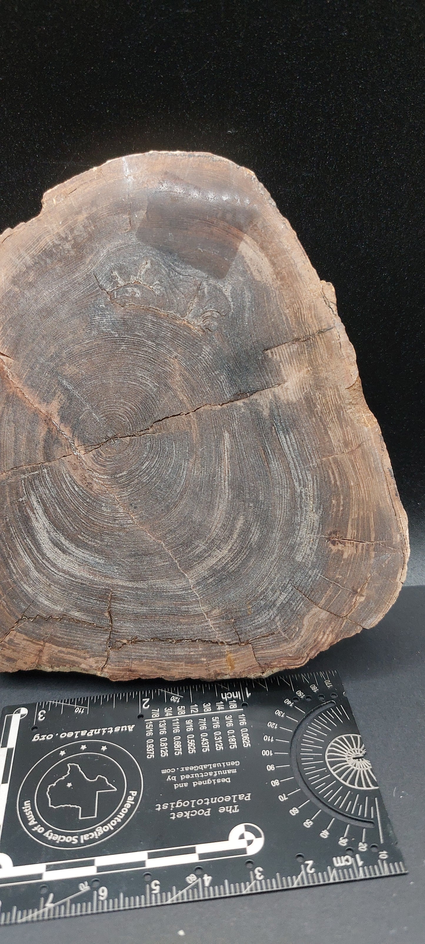 Petrified Wood-Oregon 01
