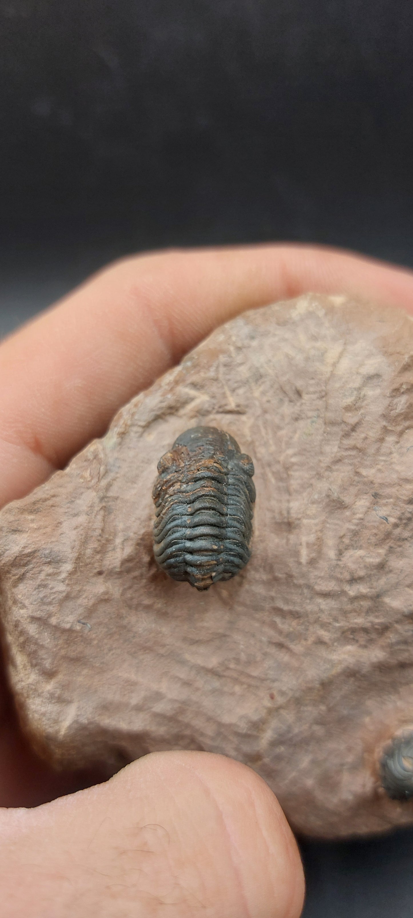 Reedops sp.-Morocco A1