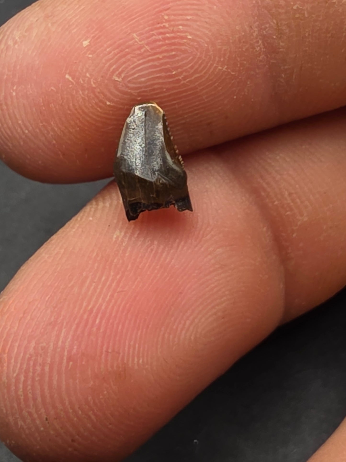Pachycephalosaur Tooth-Montana 01