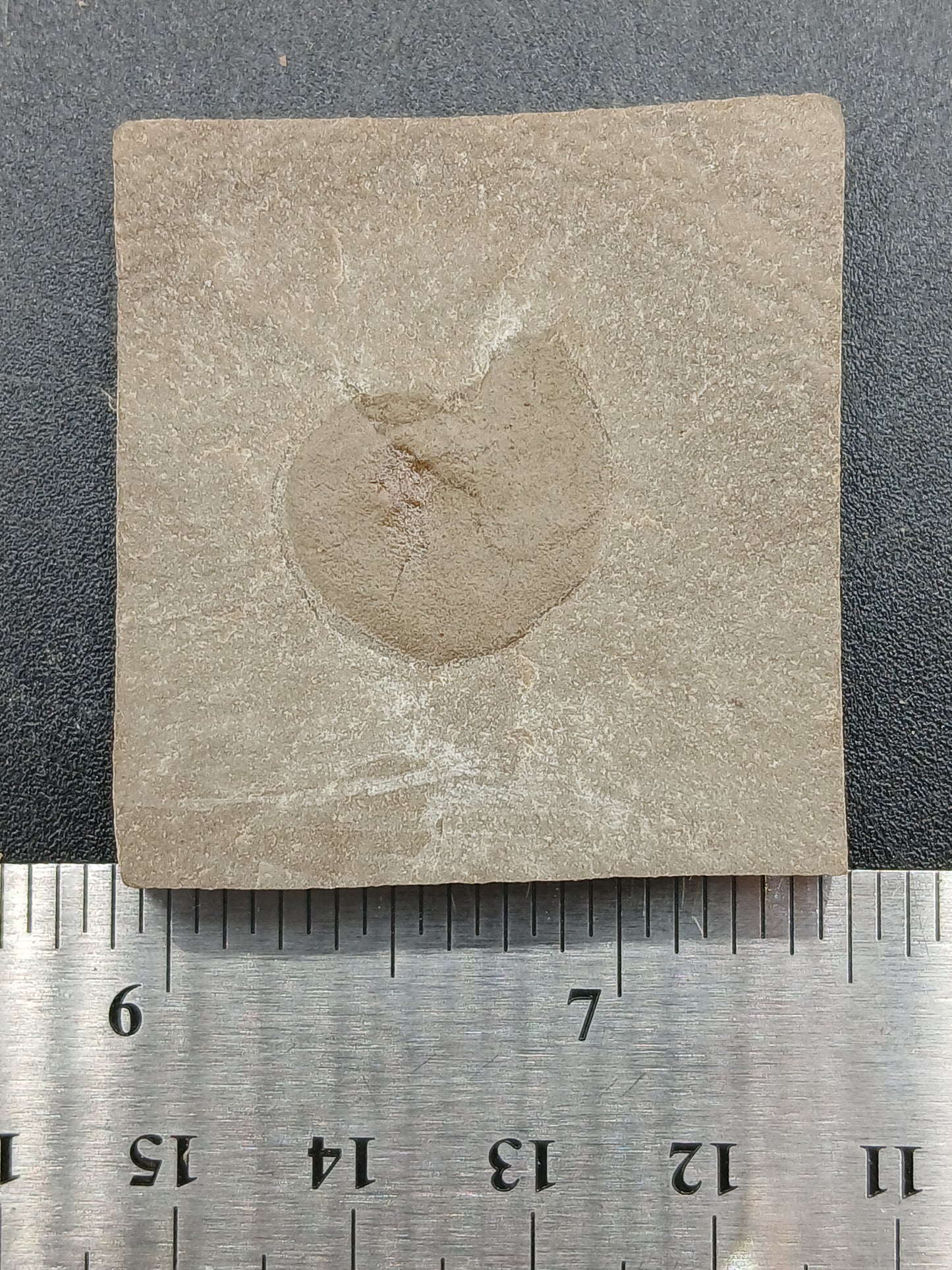 Anthracoceras beargulchensis-Montana-BG66